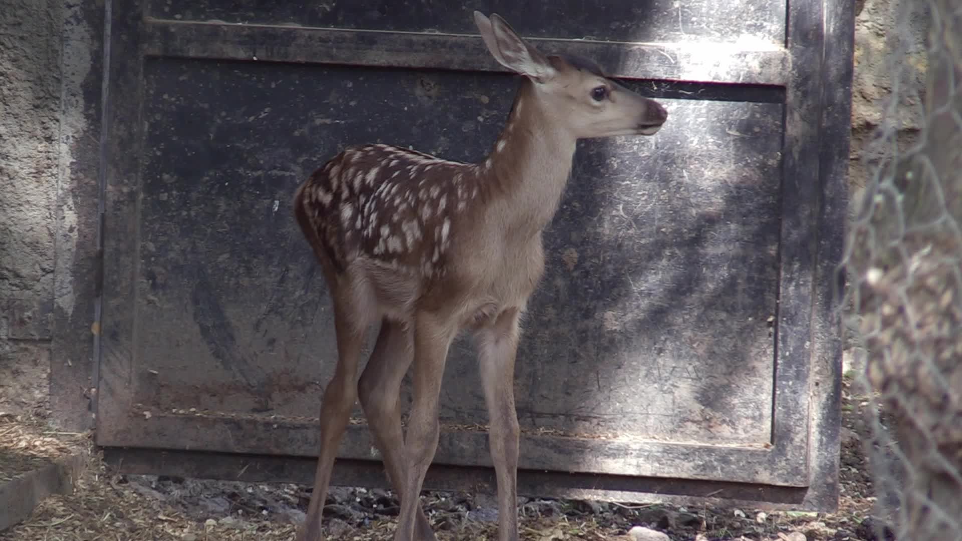 A baby of red deer was born in the Odesa Zoo, amid Russia's invasion in Ukraine