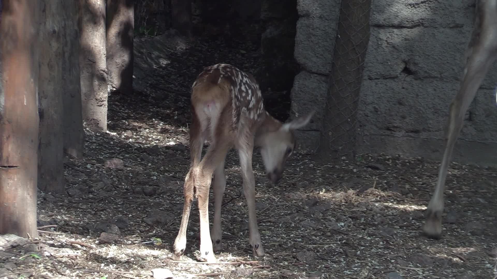 A baby of red deer was born in the Odesa Zoo, amid Russia's invasion in Ukraine