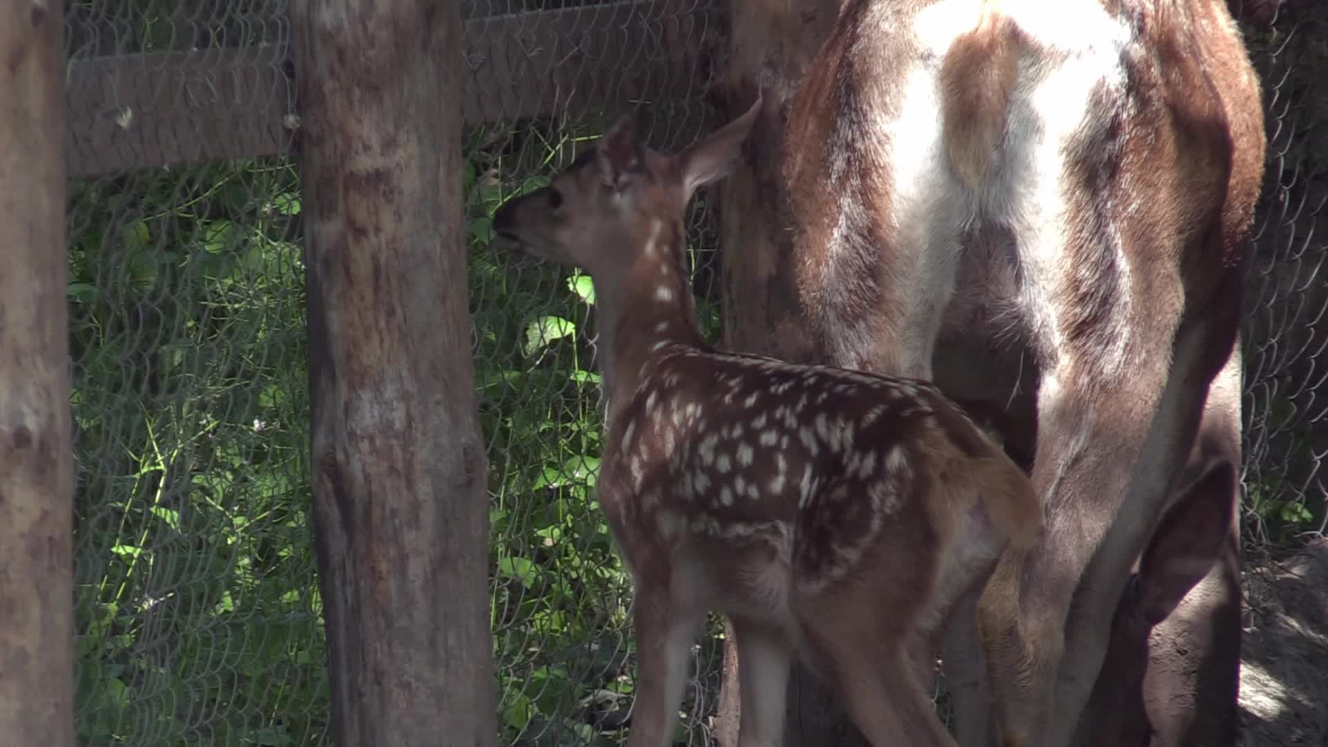A baby of red deer was born in the Odesa Zoo, amid Russia's invasion in Ukraine