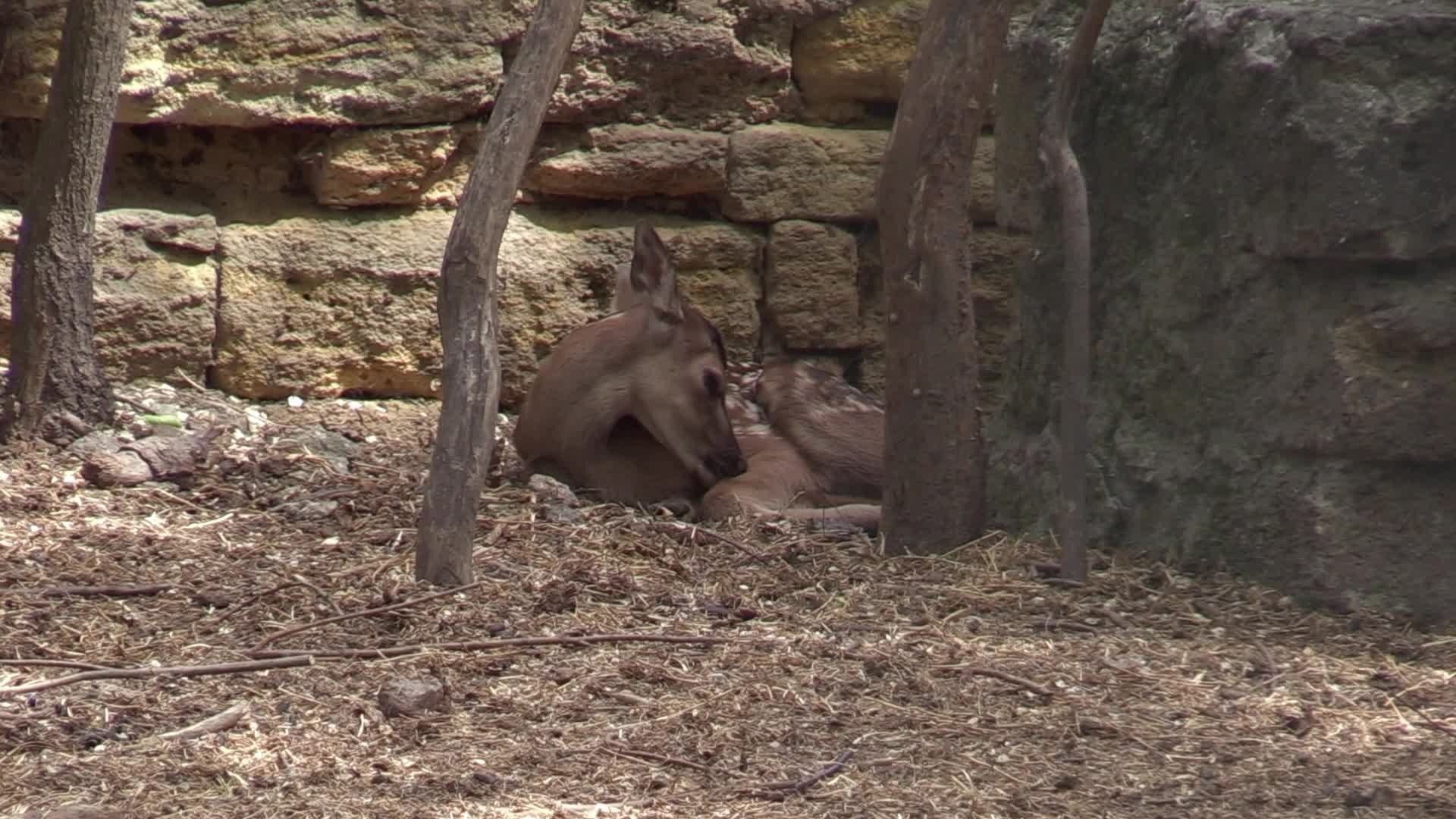 A baby of red deer was born in the Odesa Zoo, amid Russia's invasion in Ukraine