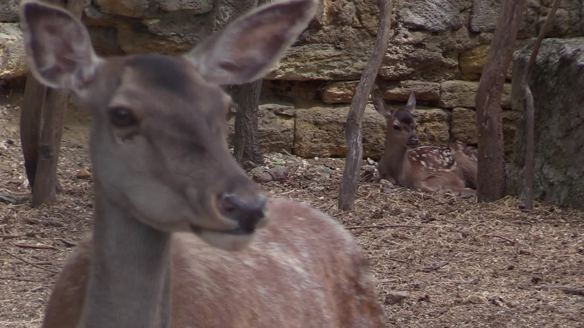 A baby of red deer was born in the Odesa Zoo, amid Russia's invasion in Ukraine