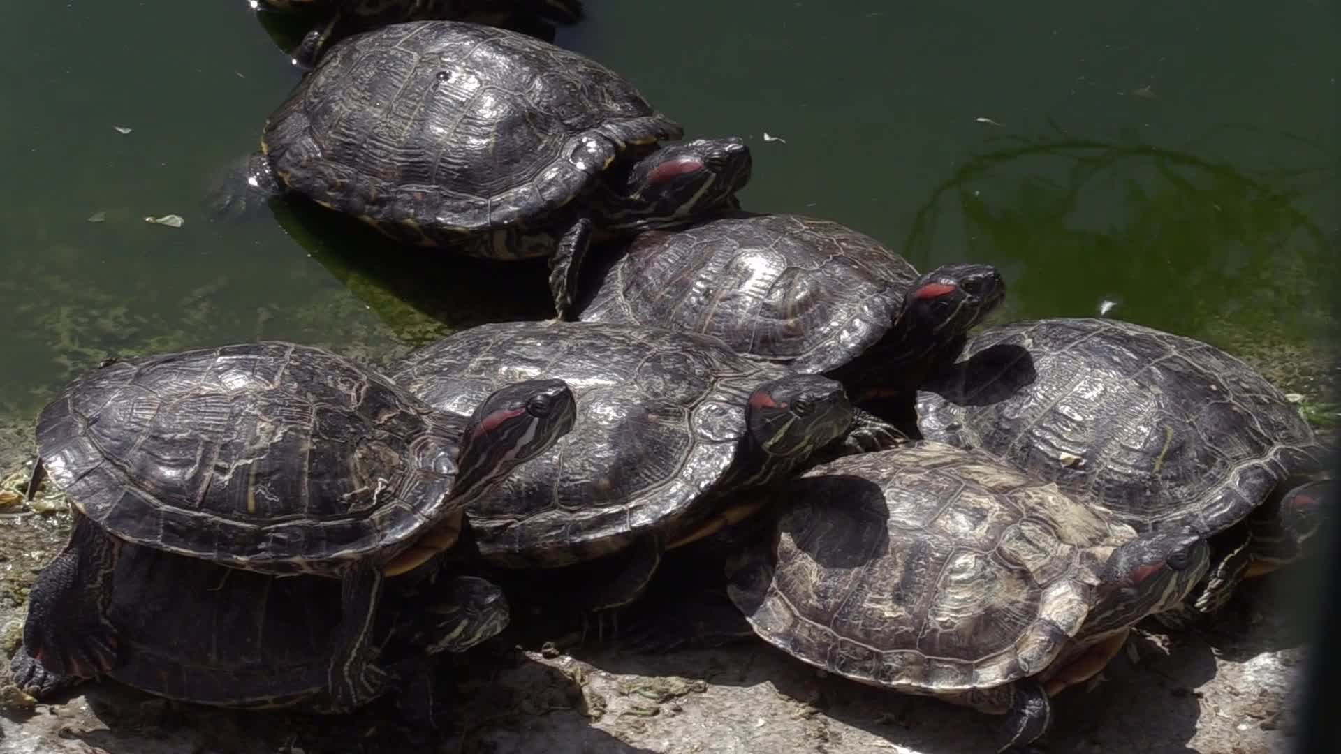 The Odesa Zoo, amid Russia's invasion in Ukraine