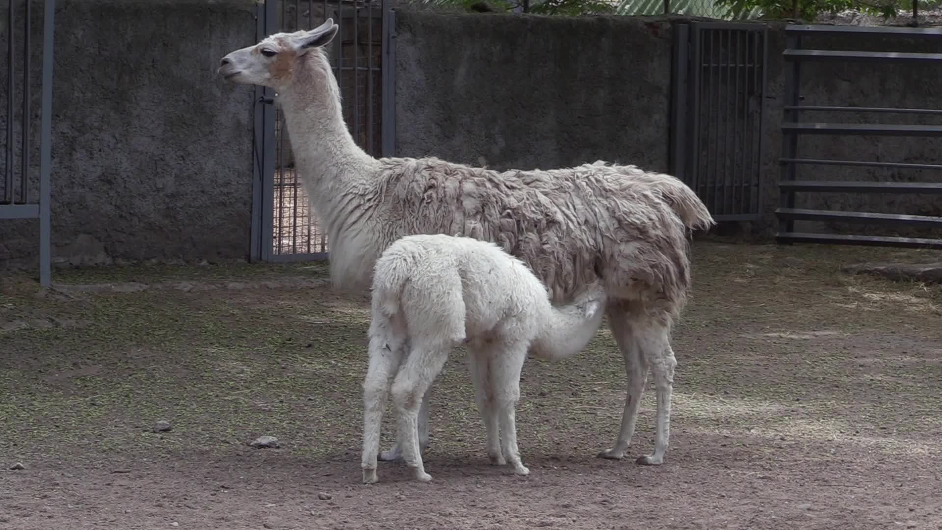 The Odesa Zoo, amid Russia's invasion in Ukraine