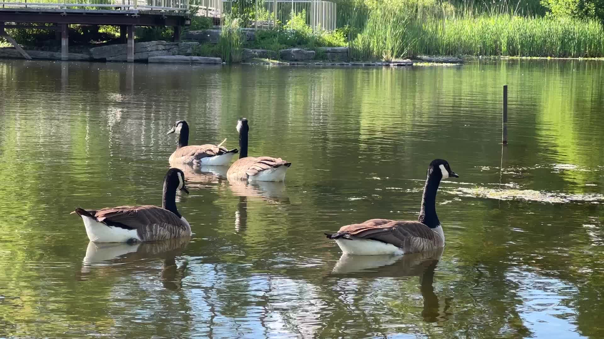 Spring season in Toronto