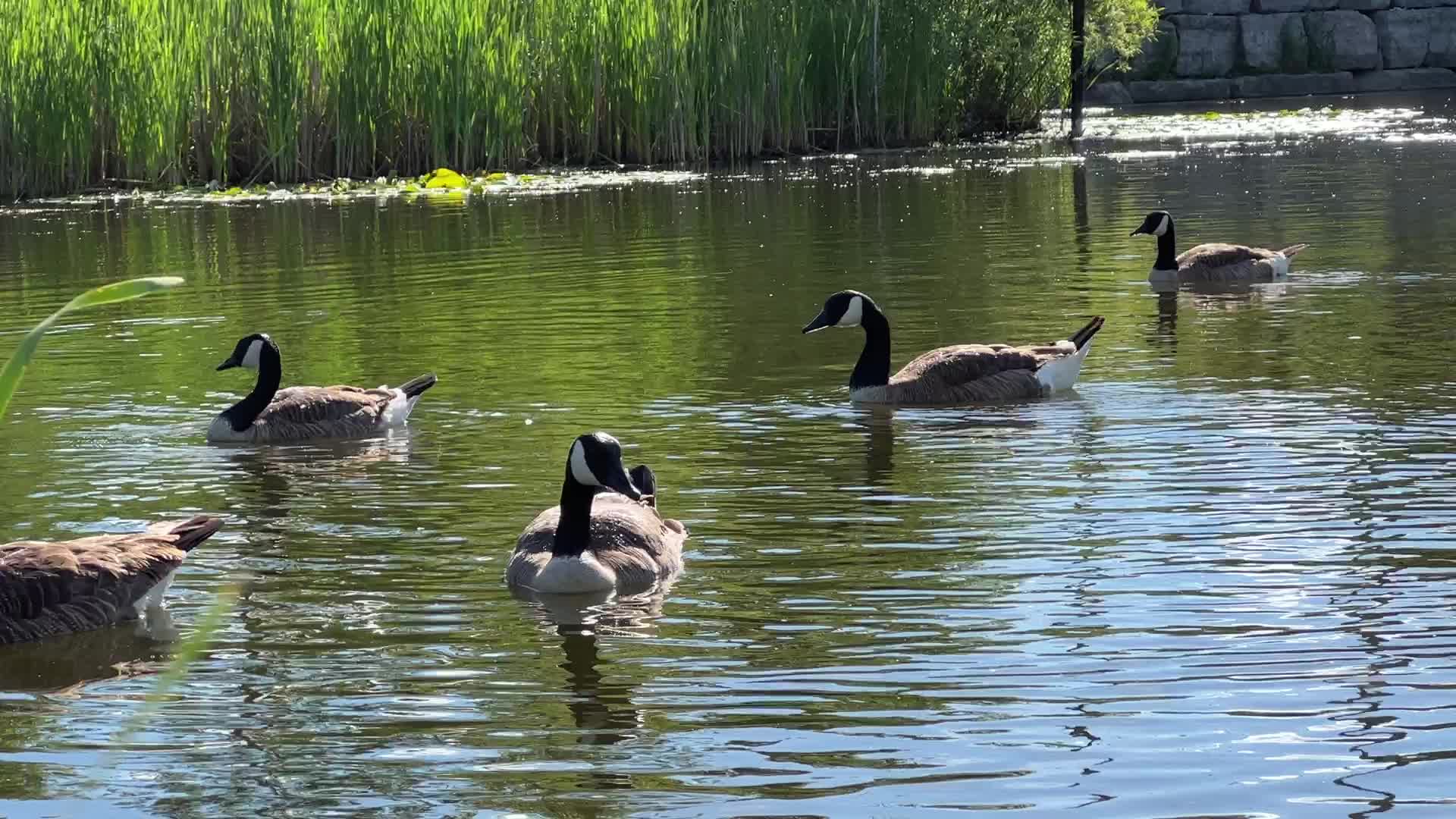 Spring season in Toronto