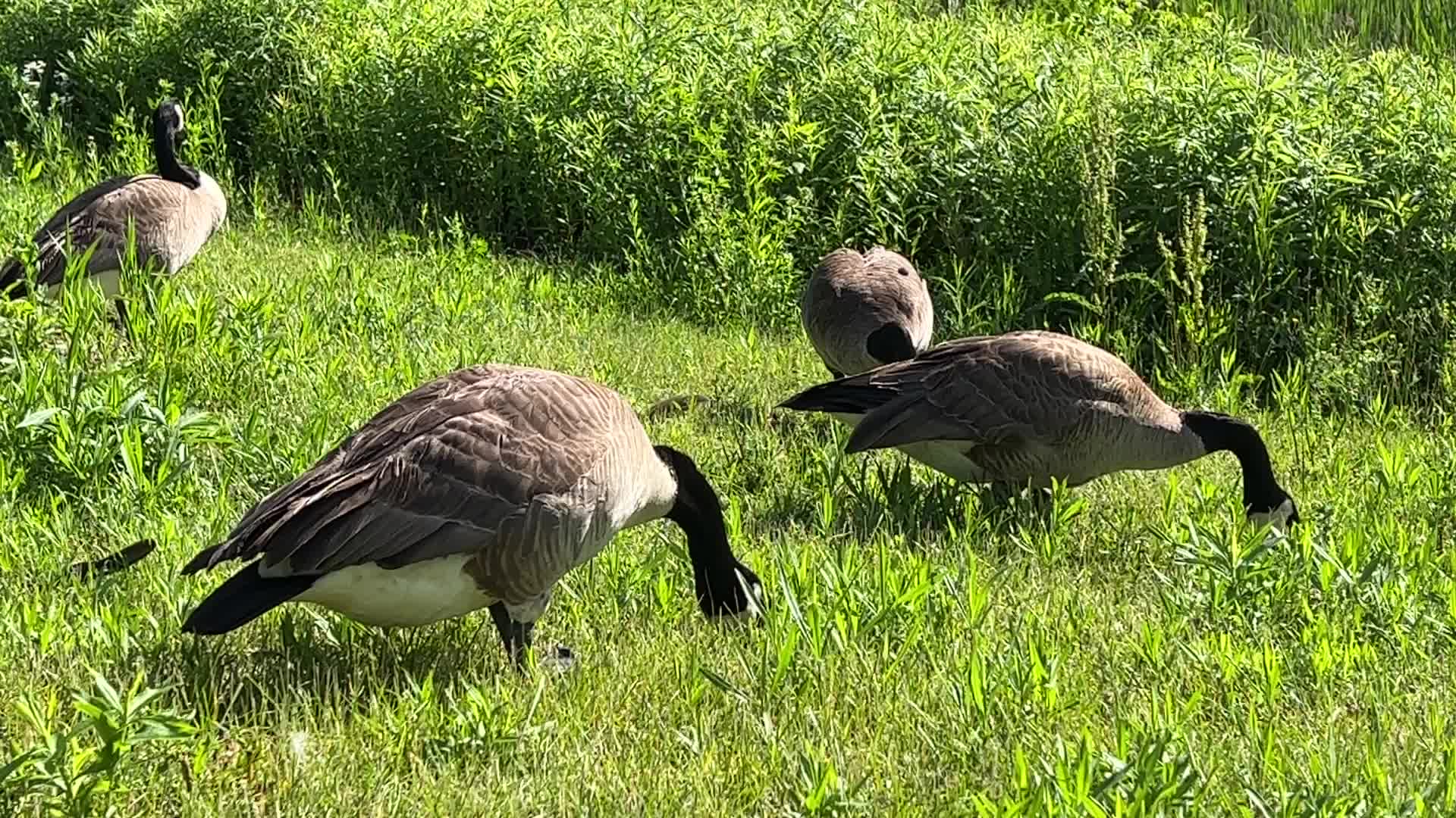 Spring season in Toronto