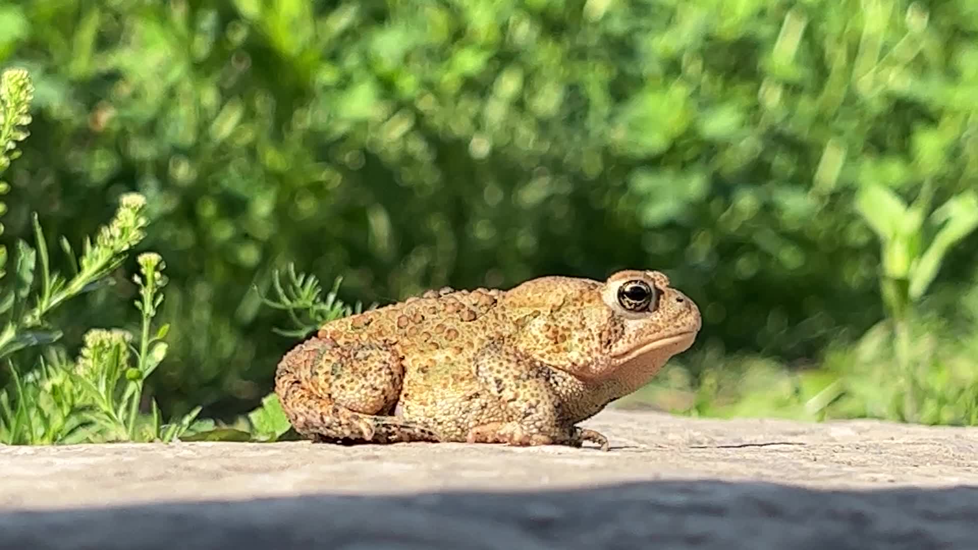 Spring season in Toronto