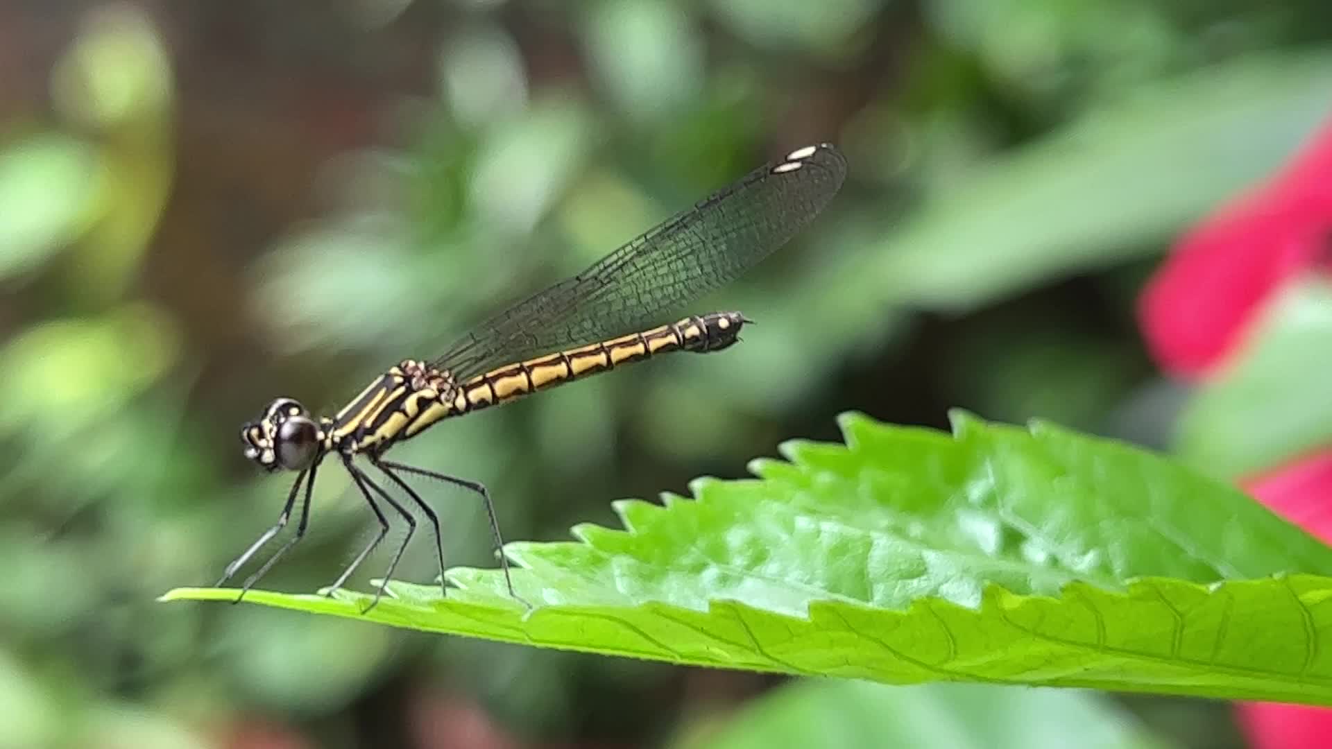 Damselfly