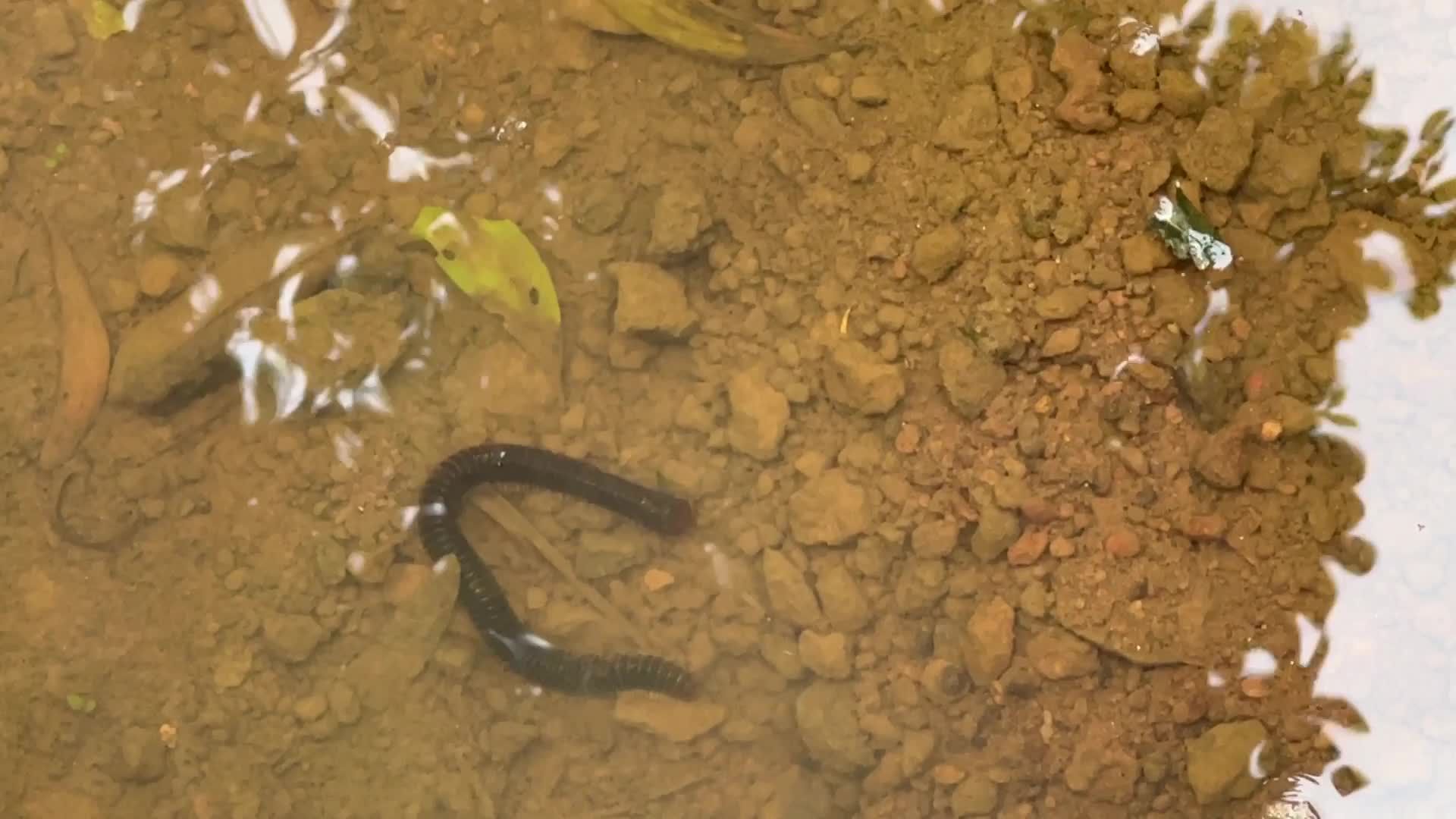 Giant millipede 