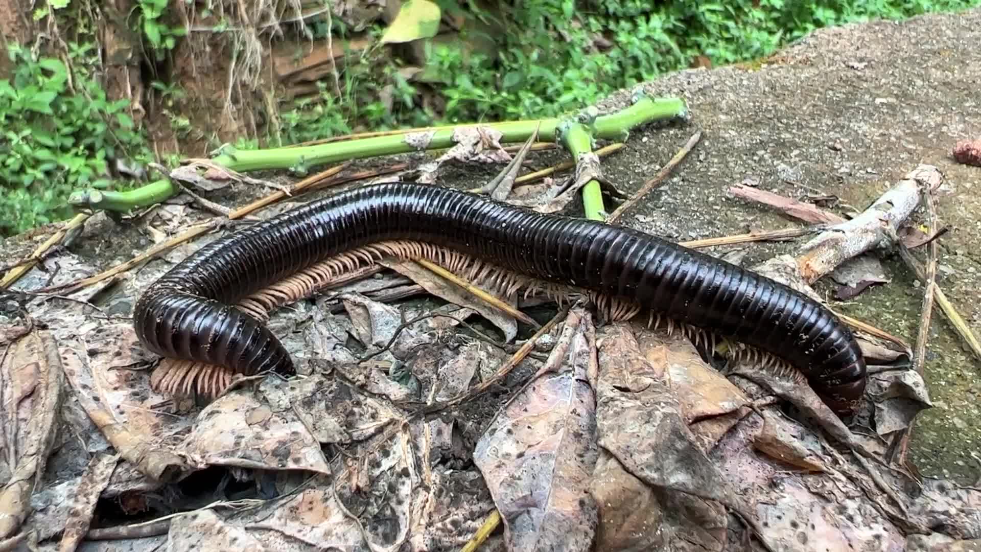Giant millipede 
