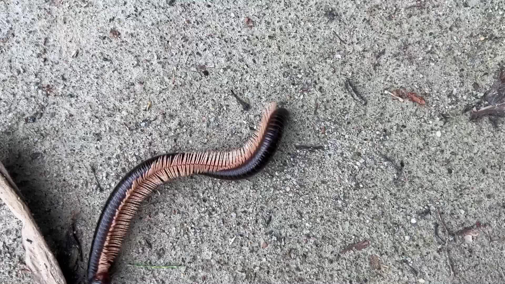 Giant millipede 