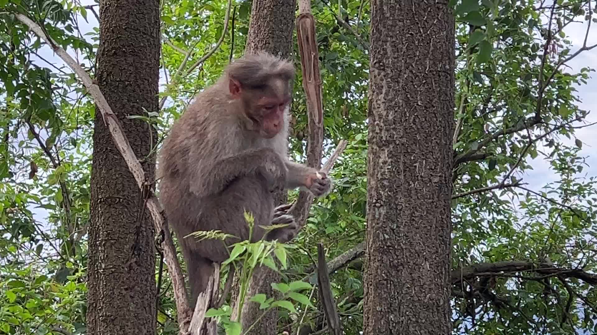 Rhesus monkeys in Kodaikanal