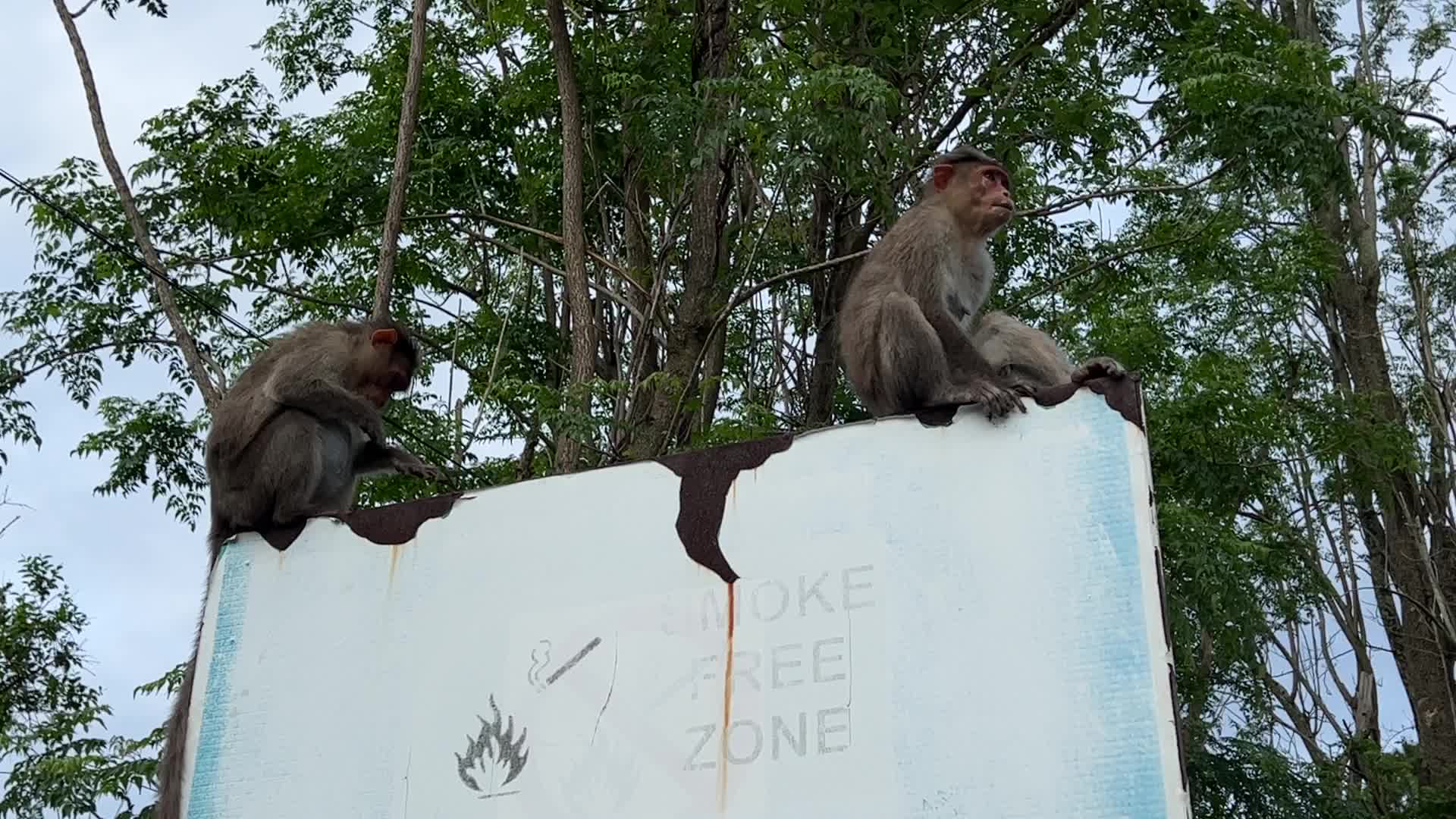 Rhesus monkeys in Kodaikanal