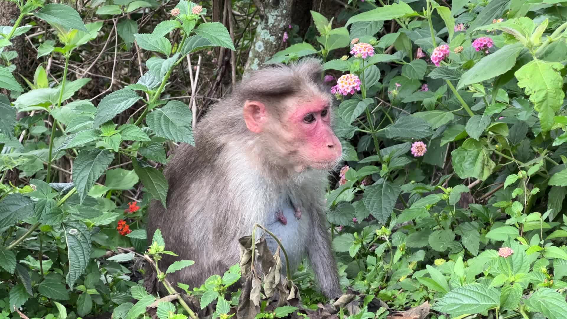 Rhesus monkeys in Kodaikanal