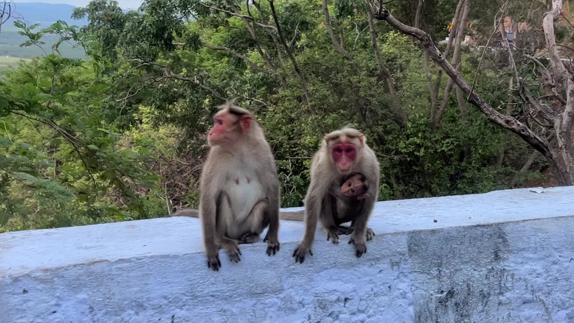 Rhesus monkeys in Kodaikanal