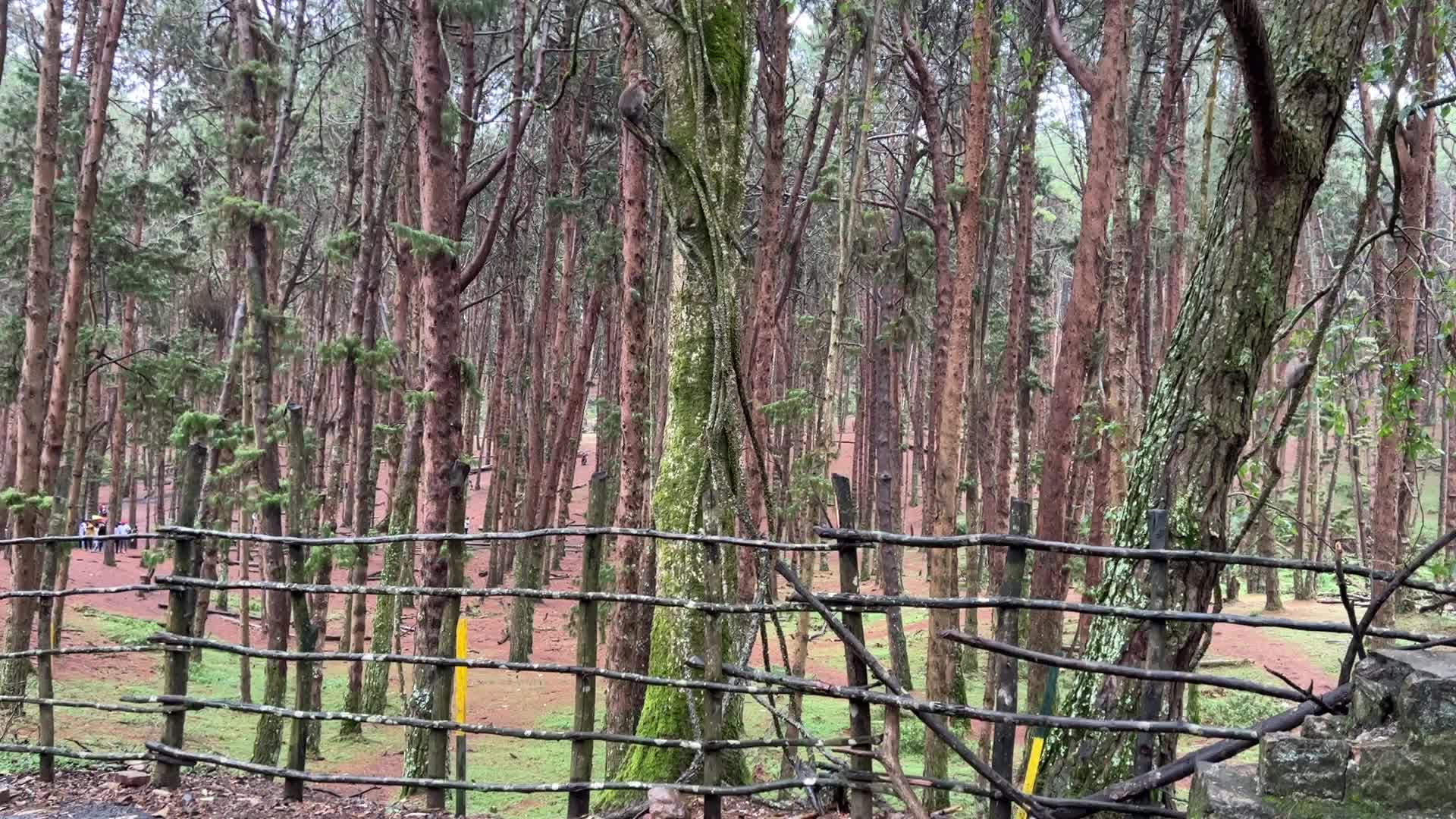 Pine forest in Kodaikanal