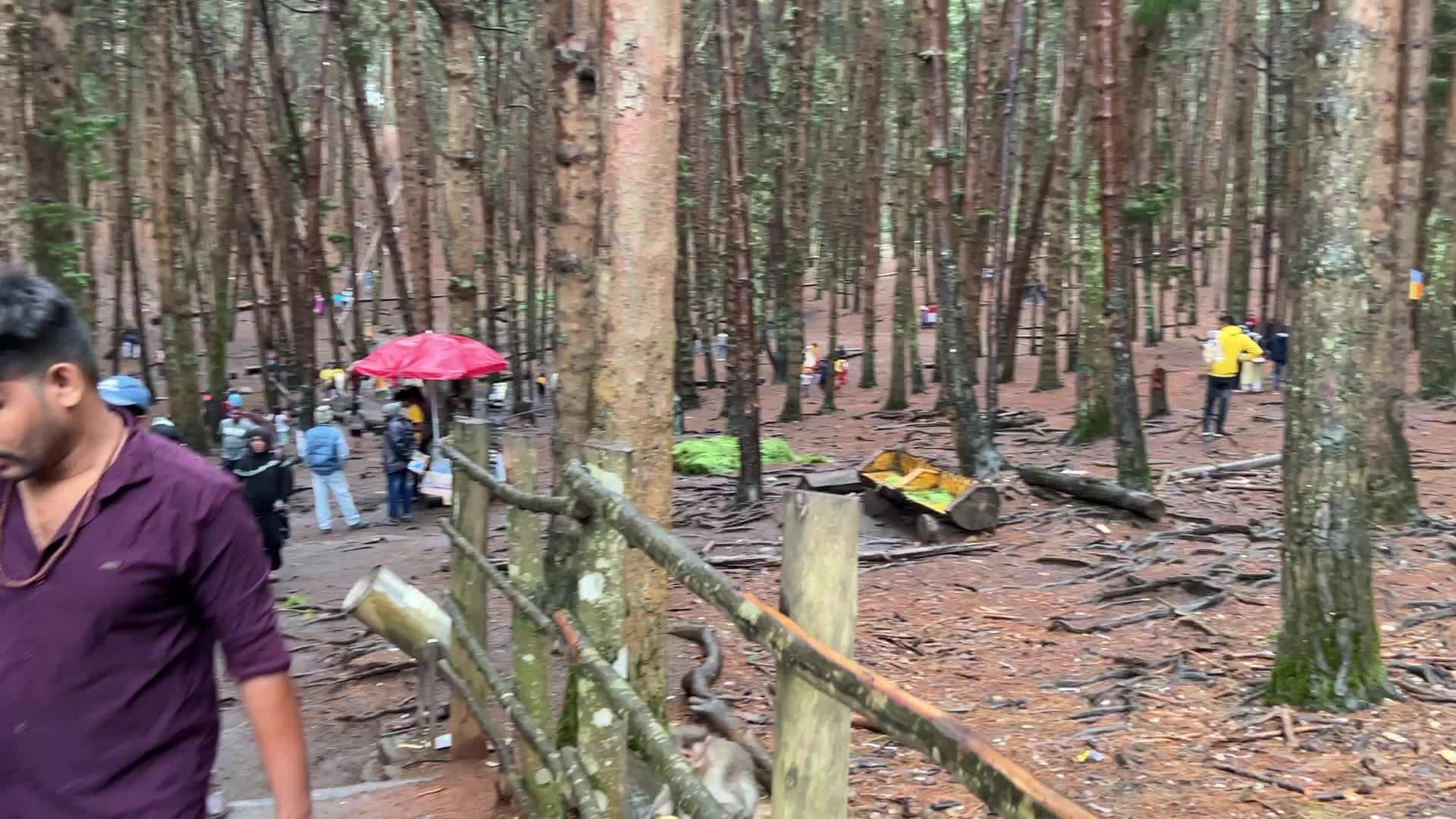 Pine forest in Kodaikanal