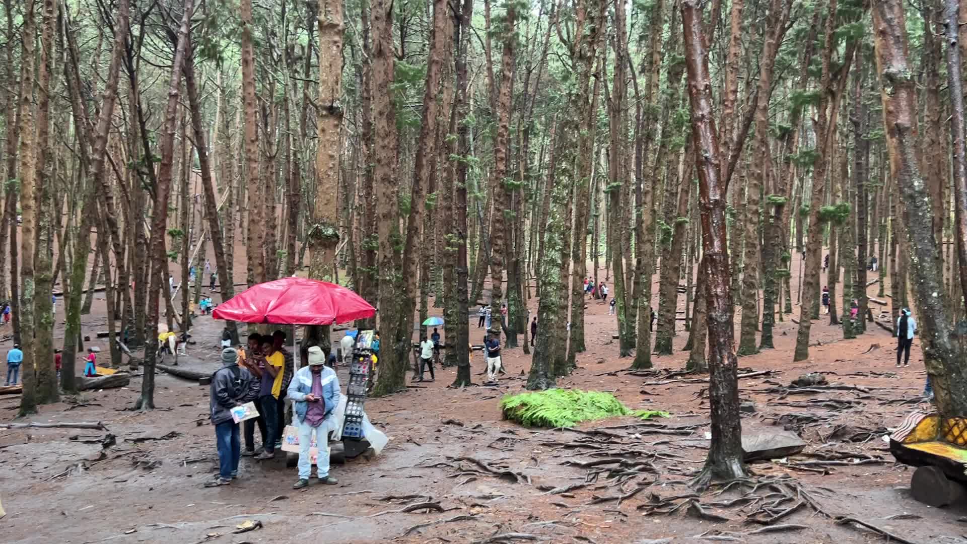 Pine forest in Kodaikanal