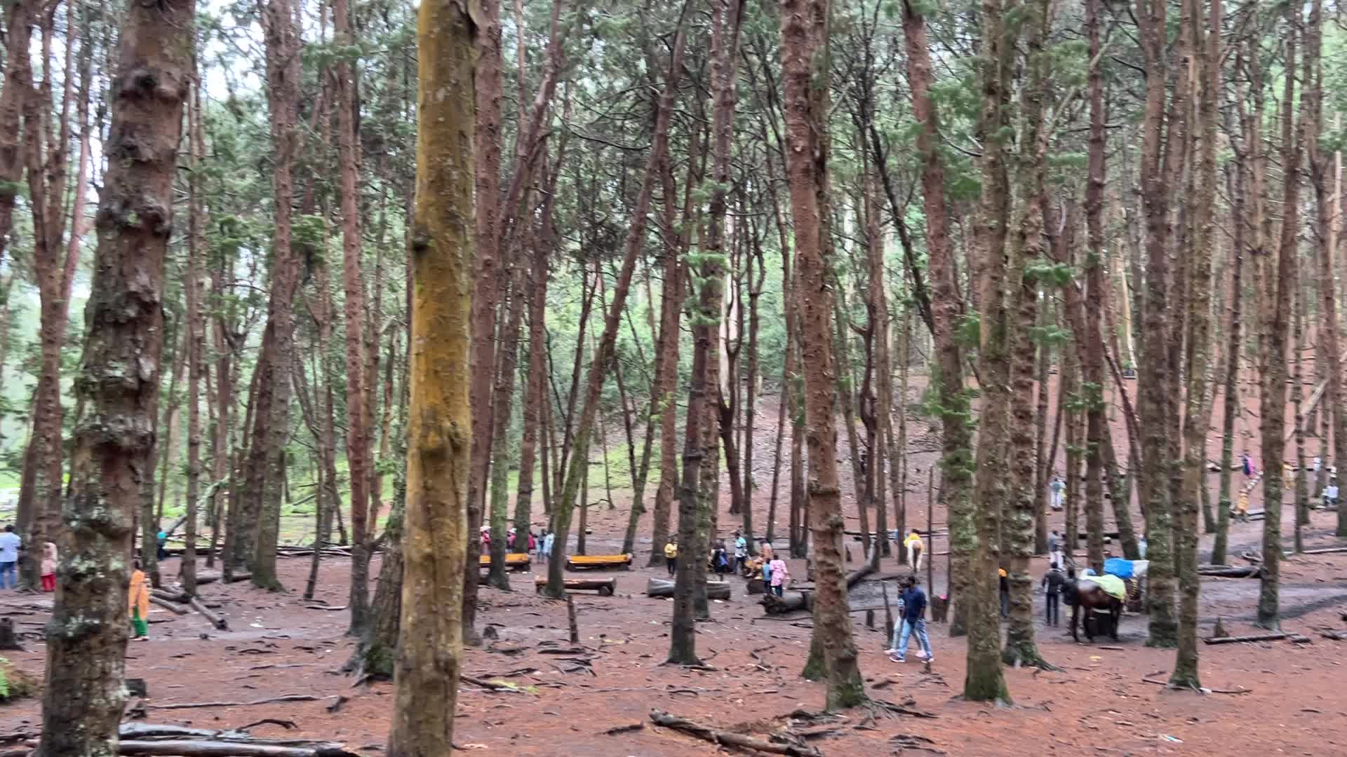 Pine forest in Kodaikanal