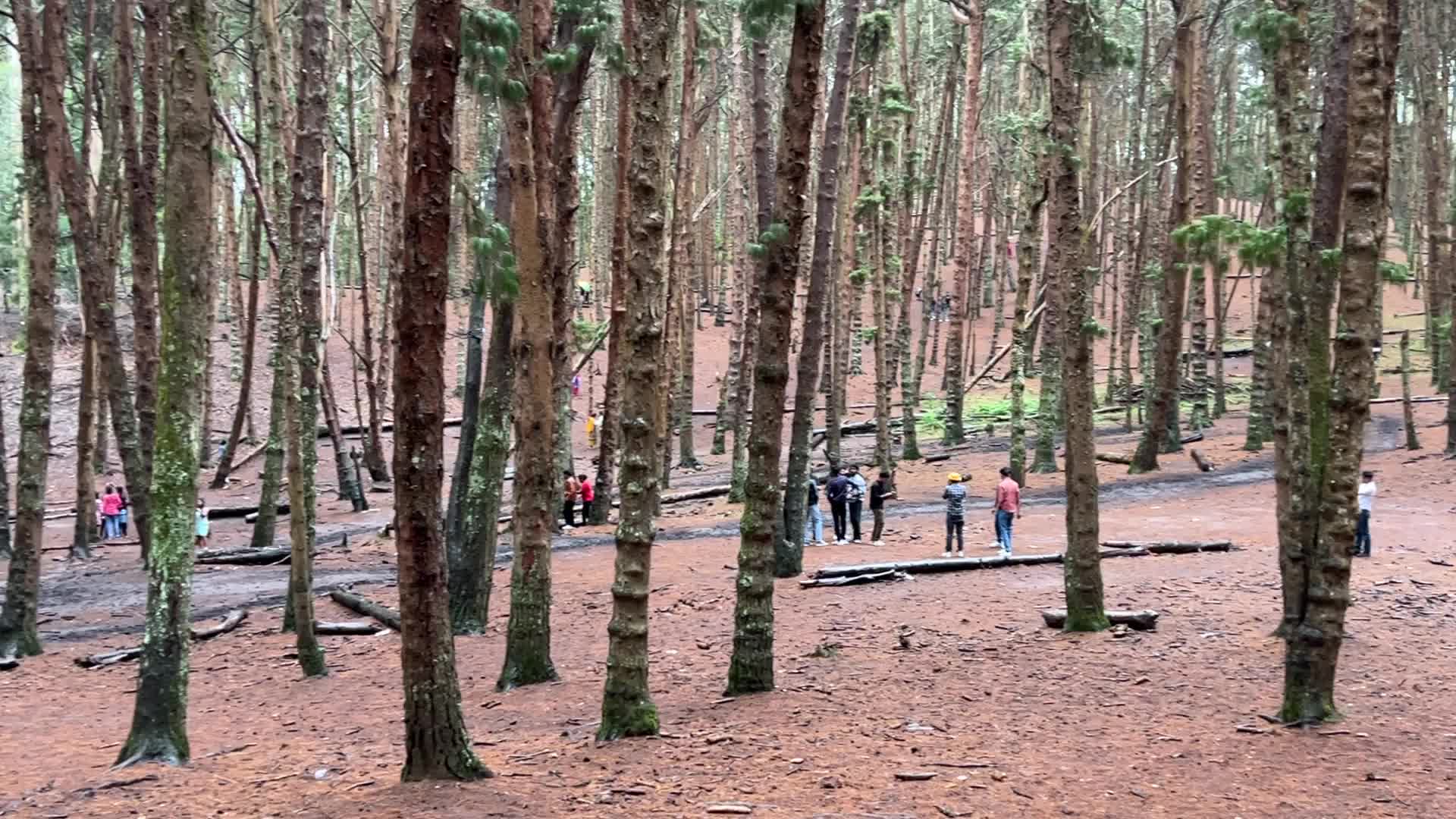 Pine forest in Kodaikanal