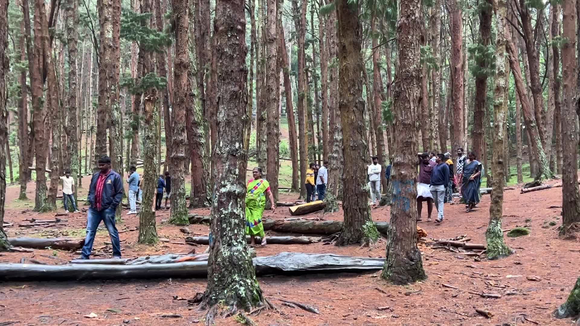 Pine forest in Kodaikanal