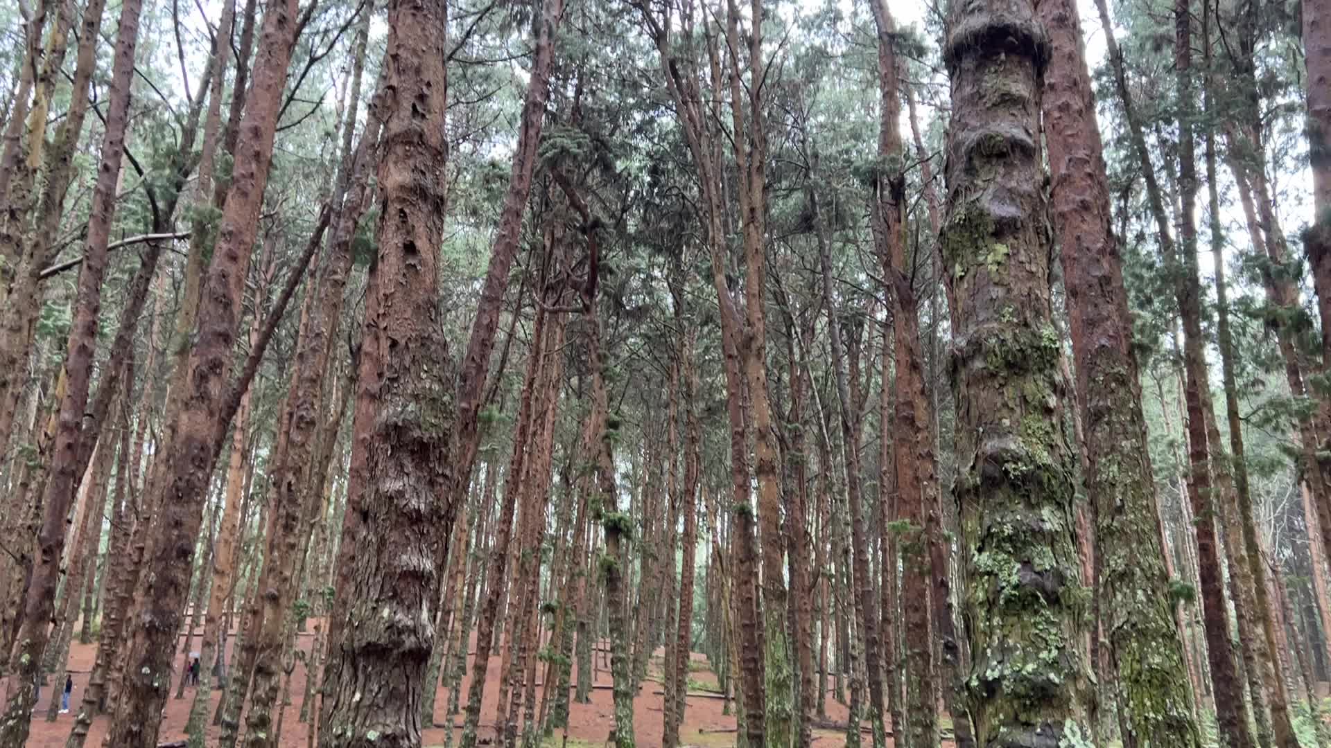 Pine forest in Kodaikanal