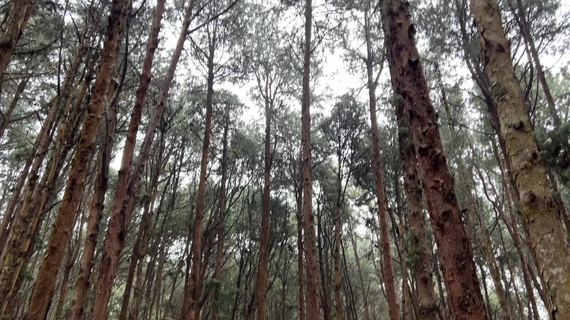 Pine forest in Kodaikanal