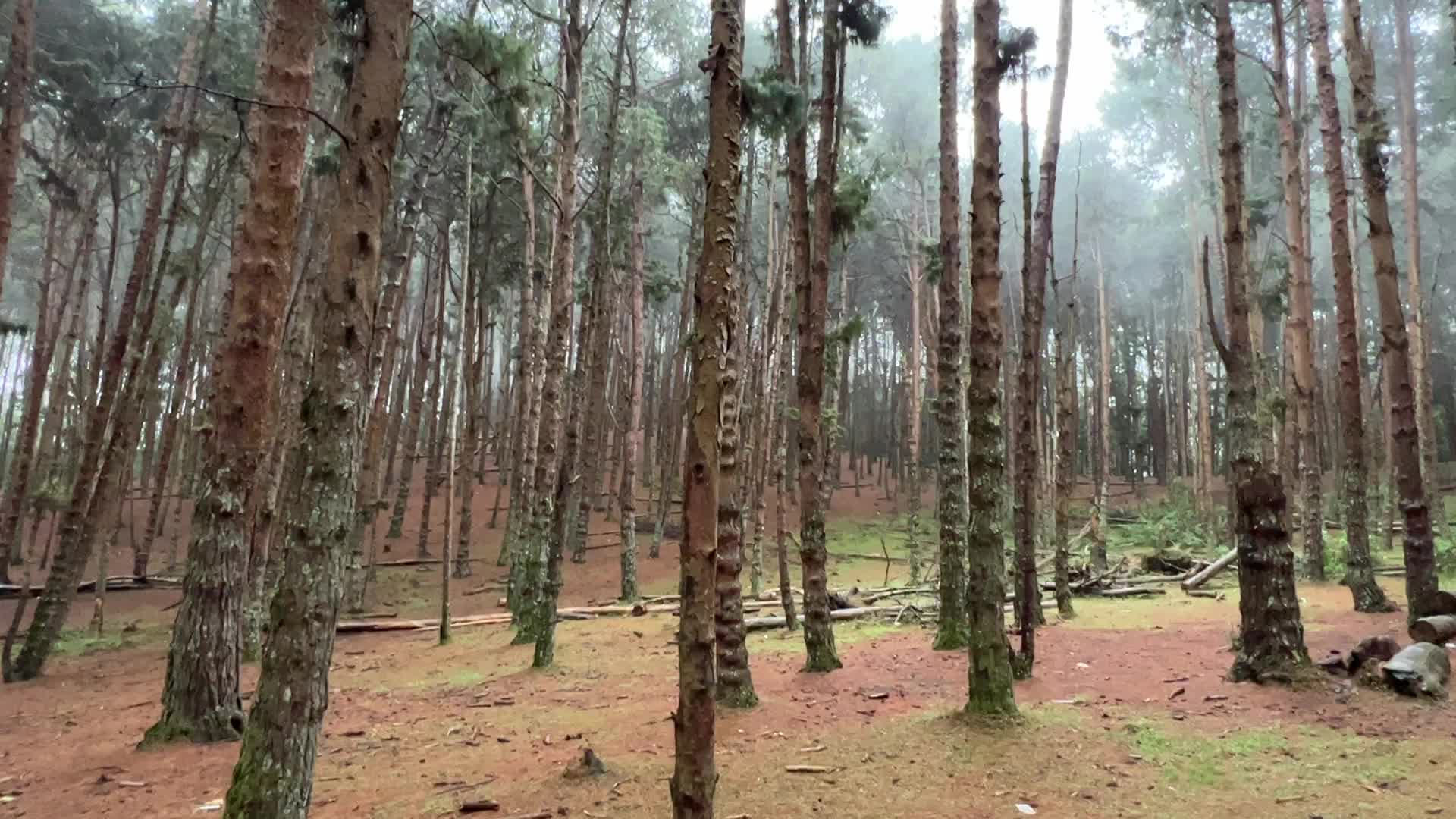 Pine forest in Kodaikanal