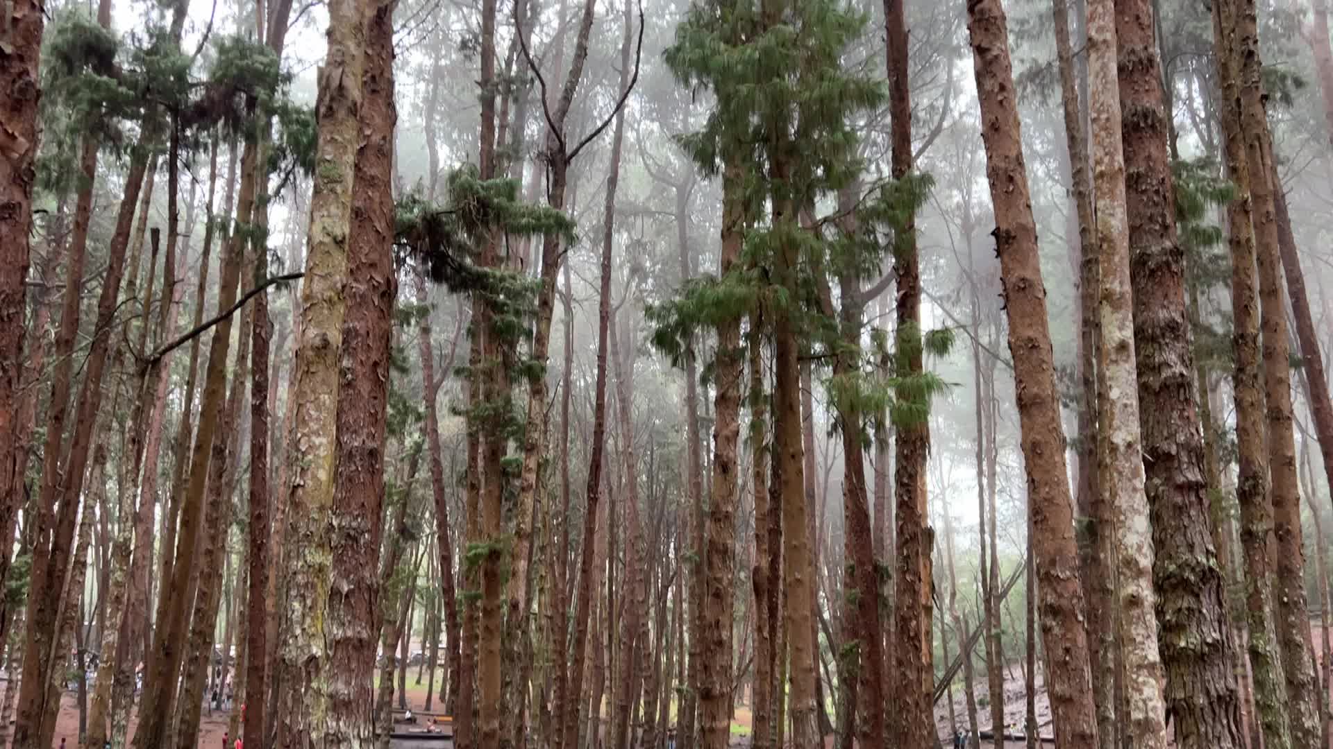 Pine forest in Kodaikanal