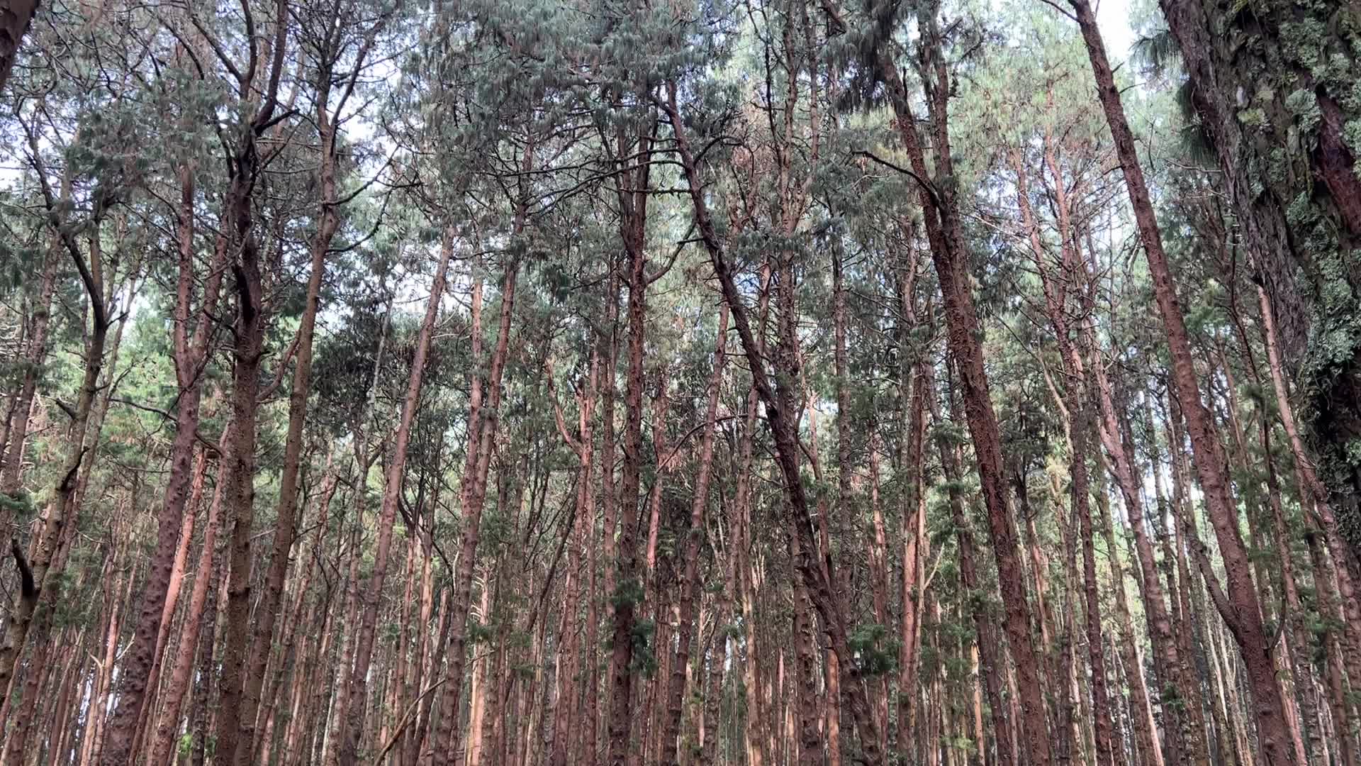 Pine forest in Kodaikanal