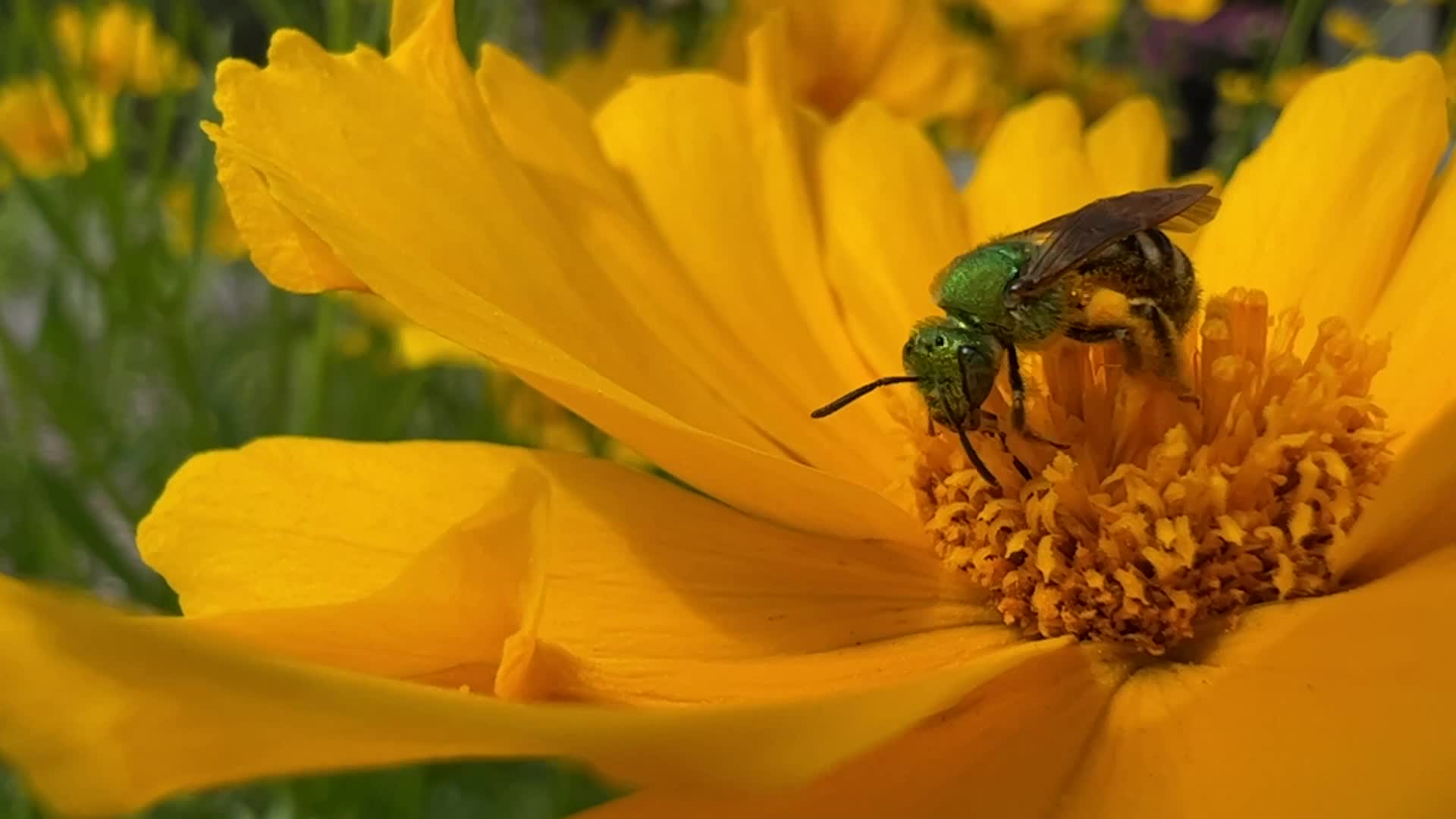Bicolored Agapostemon Sweat Bee