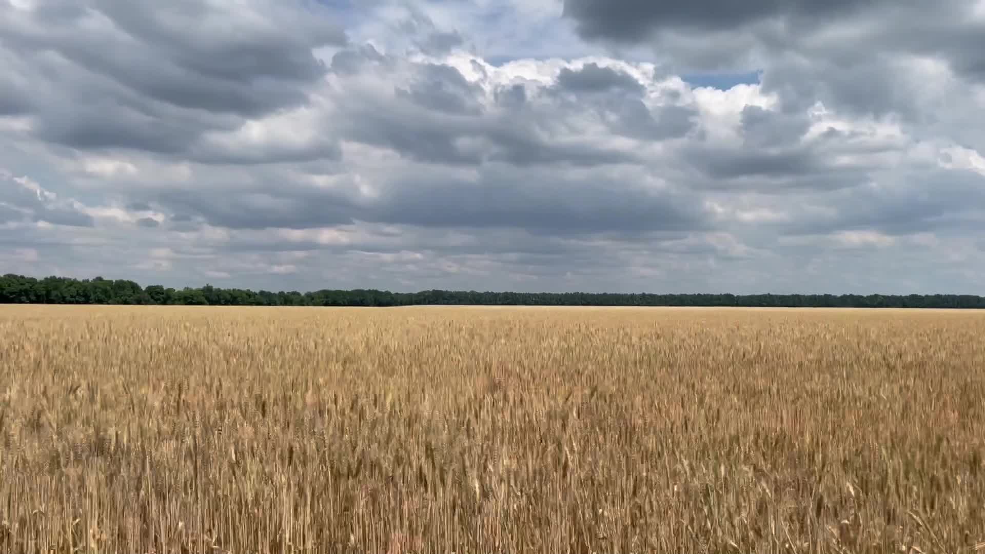 Russian Invasion of Ukraine: Temyrivka/Zelene Pole-Front line