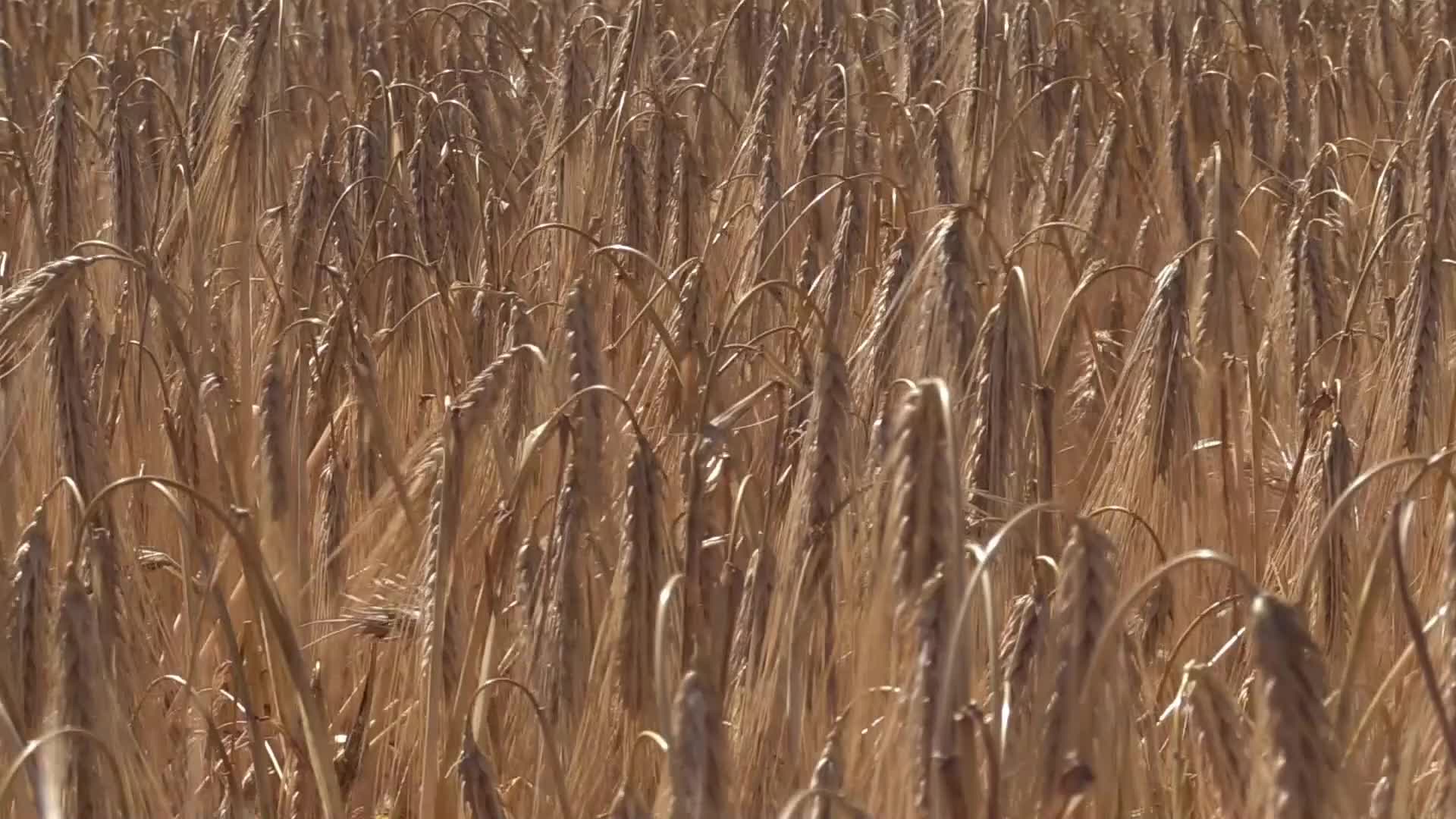 Barley harvesting in Odesa region, amid Russia's invasion of Ukraine