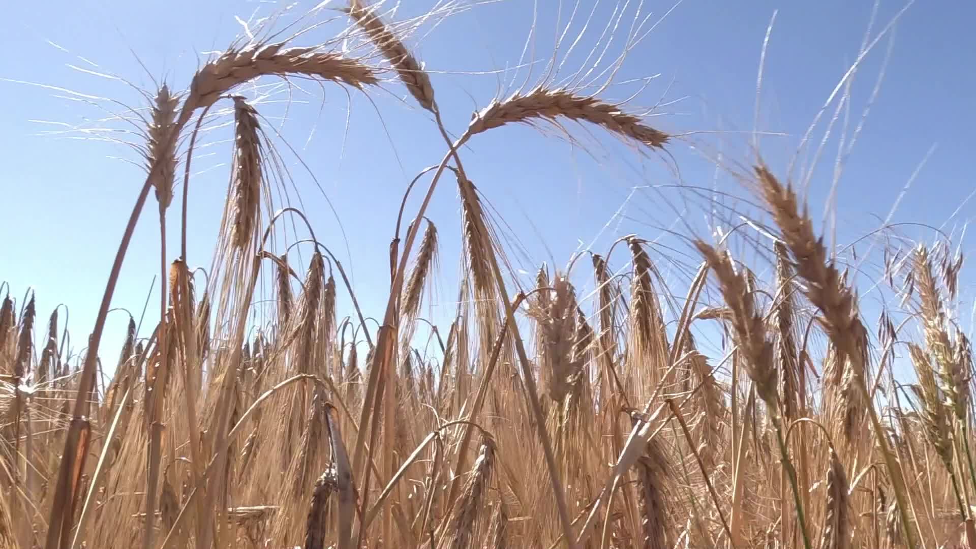 Barley harvesting in Odesa region, amid Russia's invasion of Ukraine