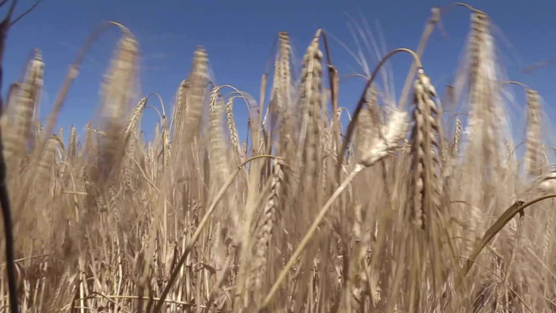 Barley harvesting in Odesa region, amid Russia's invasion of Ukraine