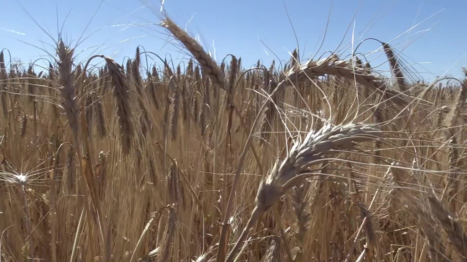 Barley harvesting in Odesa region, amid Russia's invasion of Ukraine
