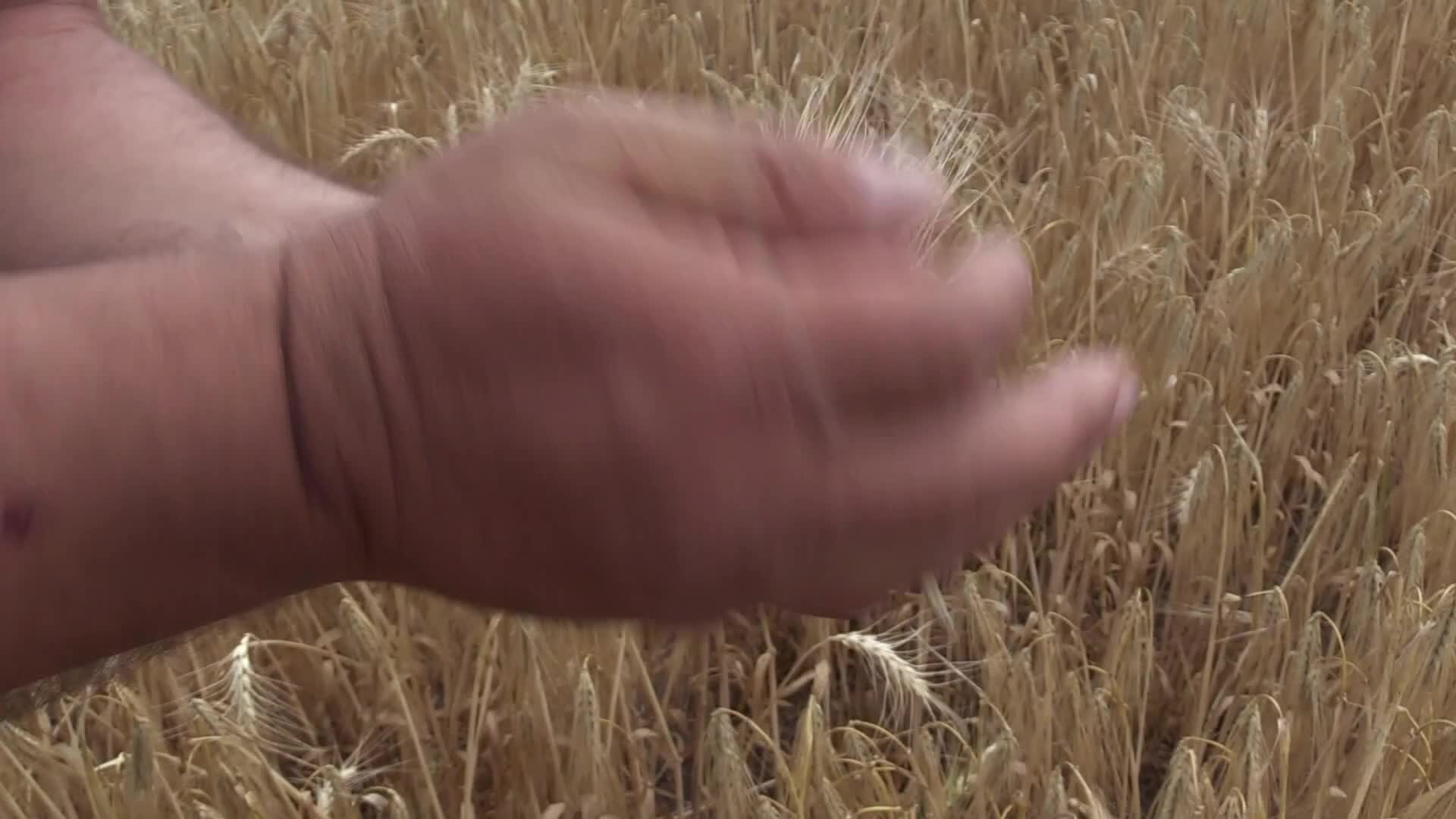 Barley harvesting in Odesa region, amid Russia's invasion of Ukraine