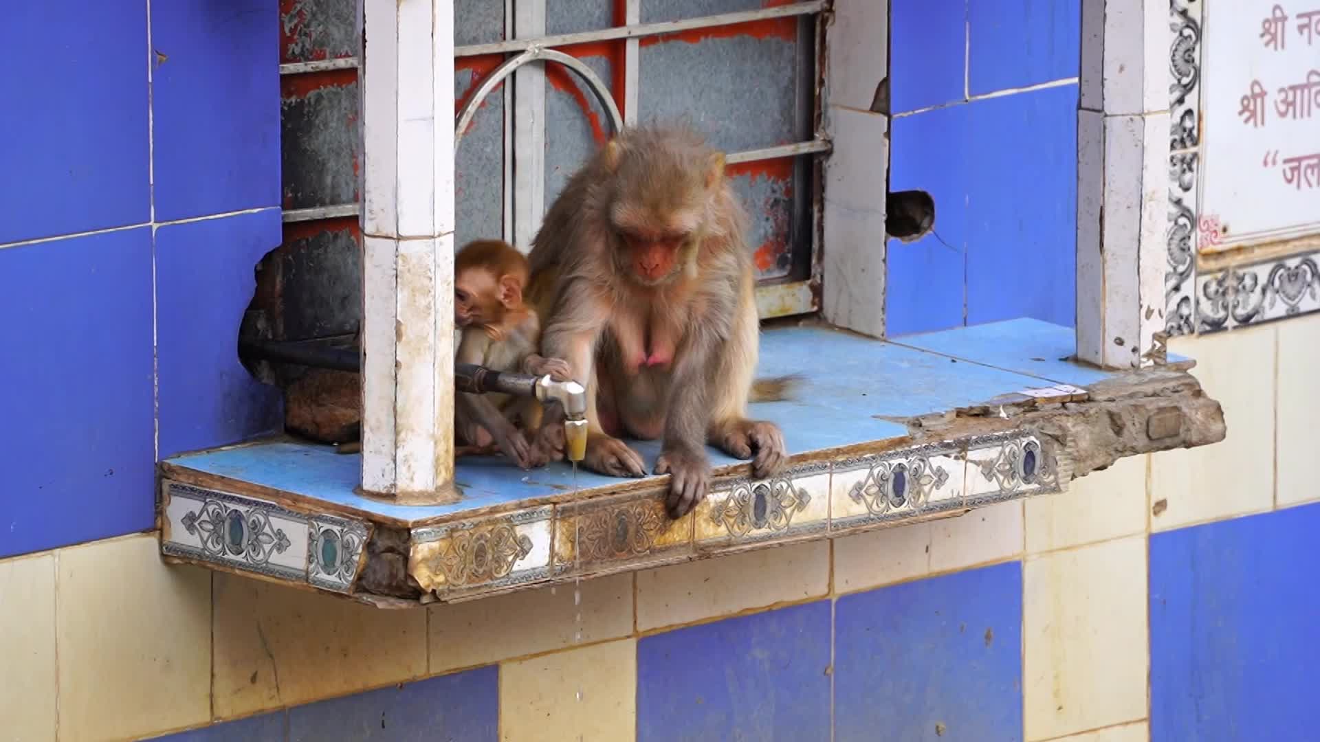 Monkey drinks water amid an heatwave in Ajmer, India