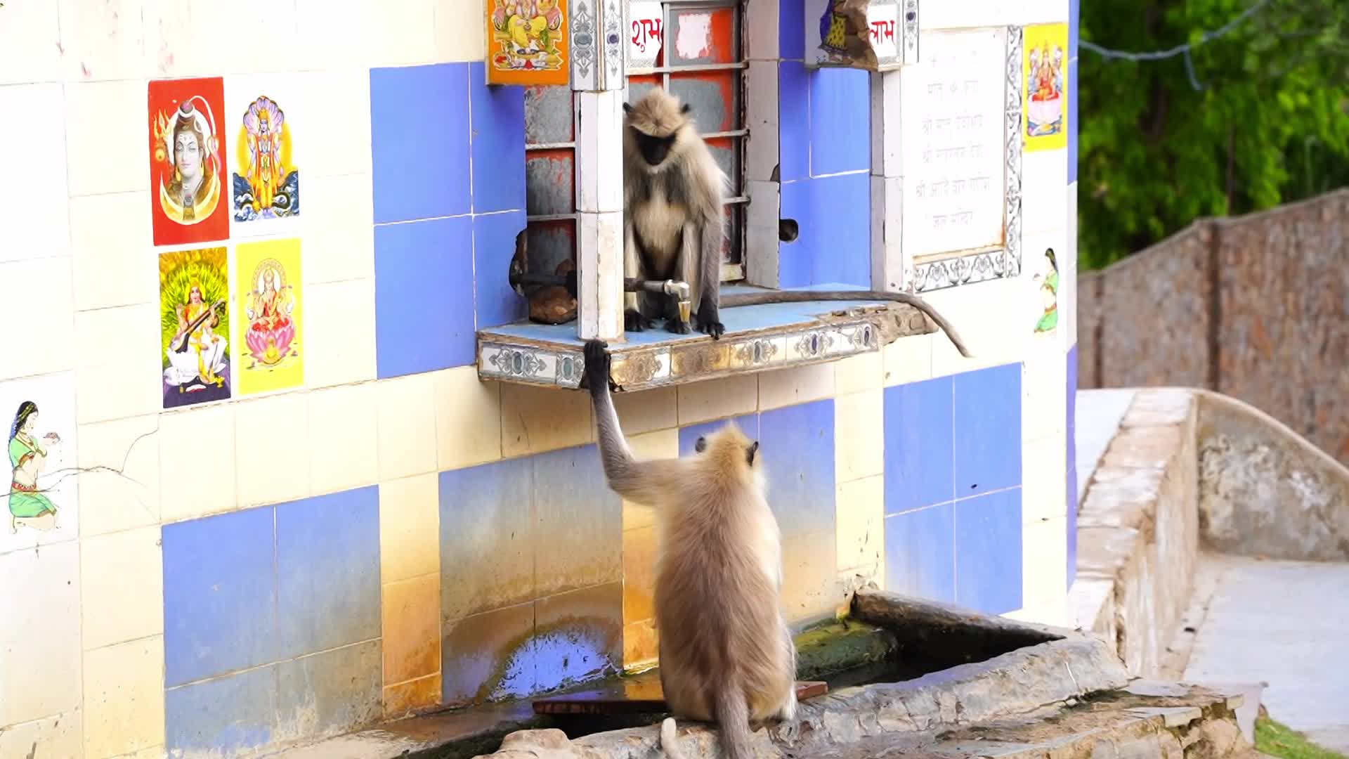 Monkey drinks water amid an heatwave in Ajmer, India