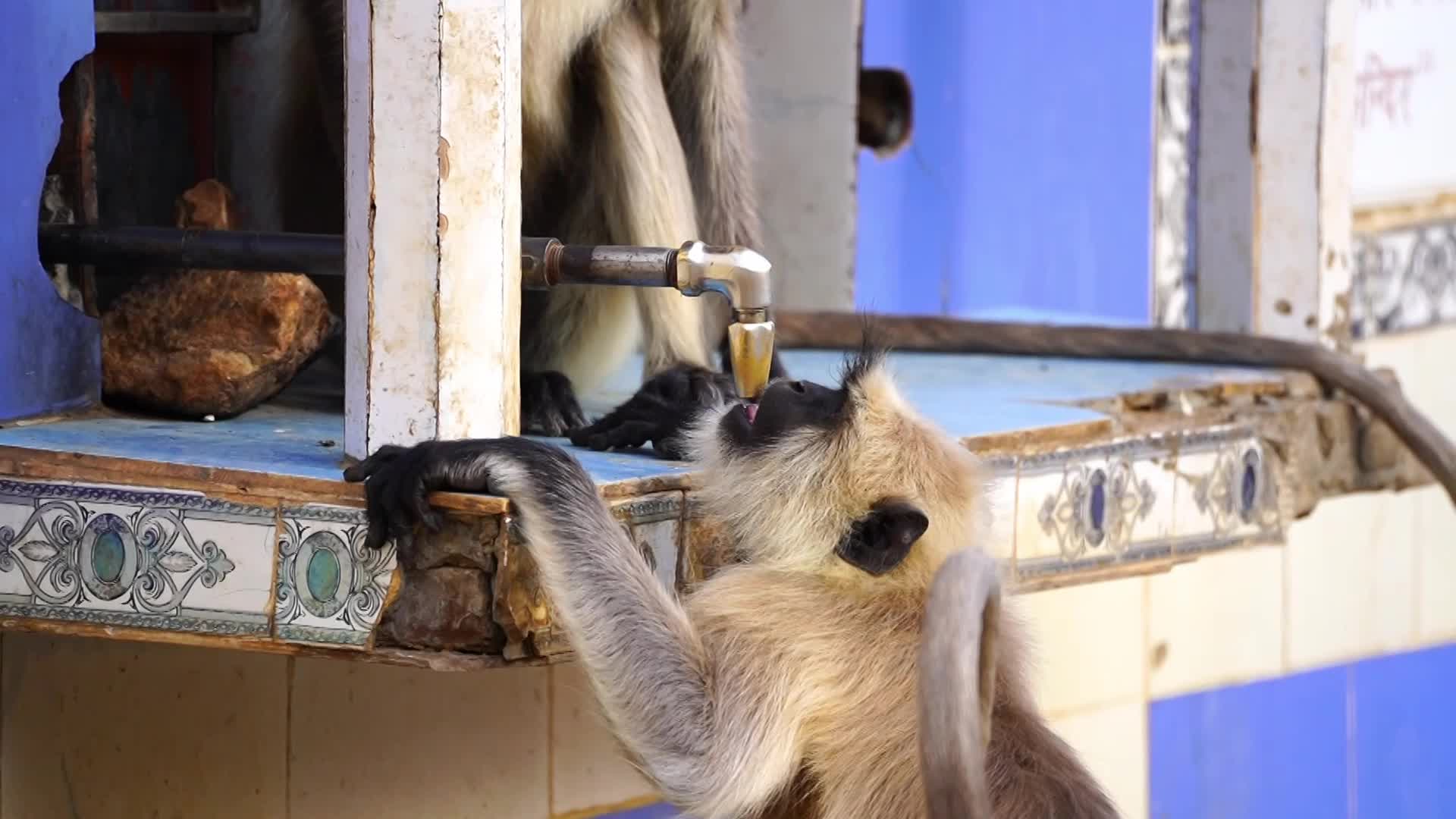 Monkey drinks water amid an heatwave in Ajmer, India