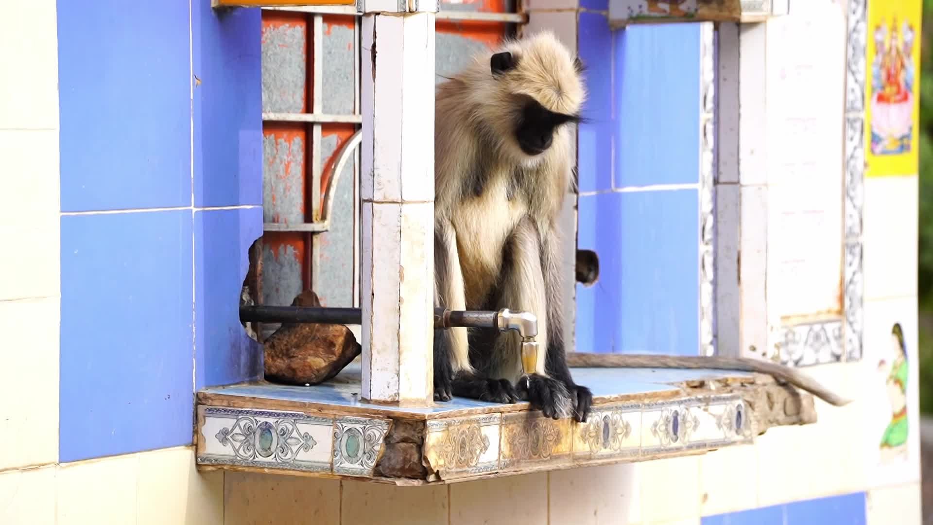 Monkey drinks water amid an heatwave in Ajmer, India