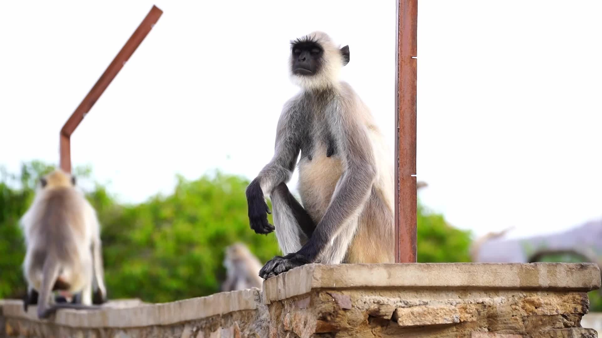 Monkey drinks water amid an heatwave in Ajmer, India