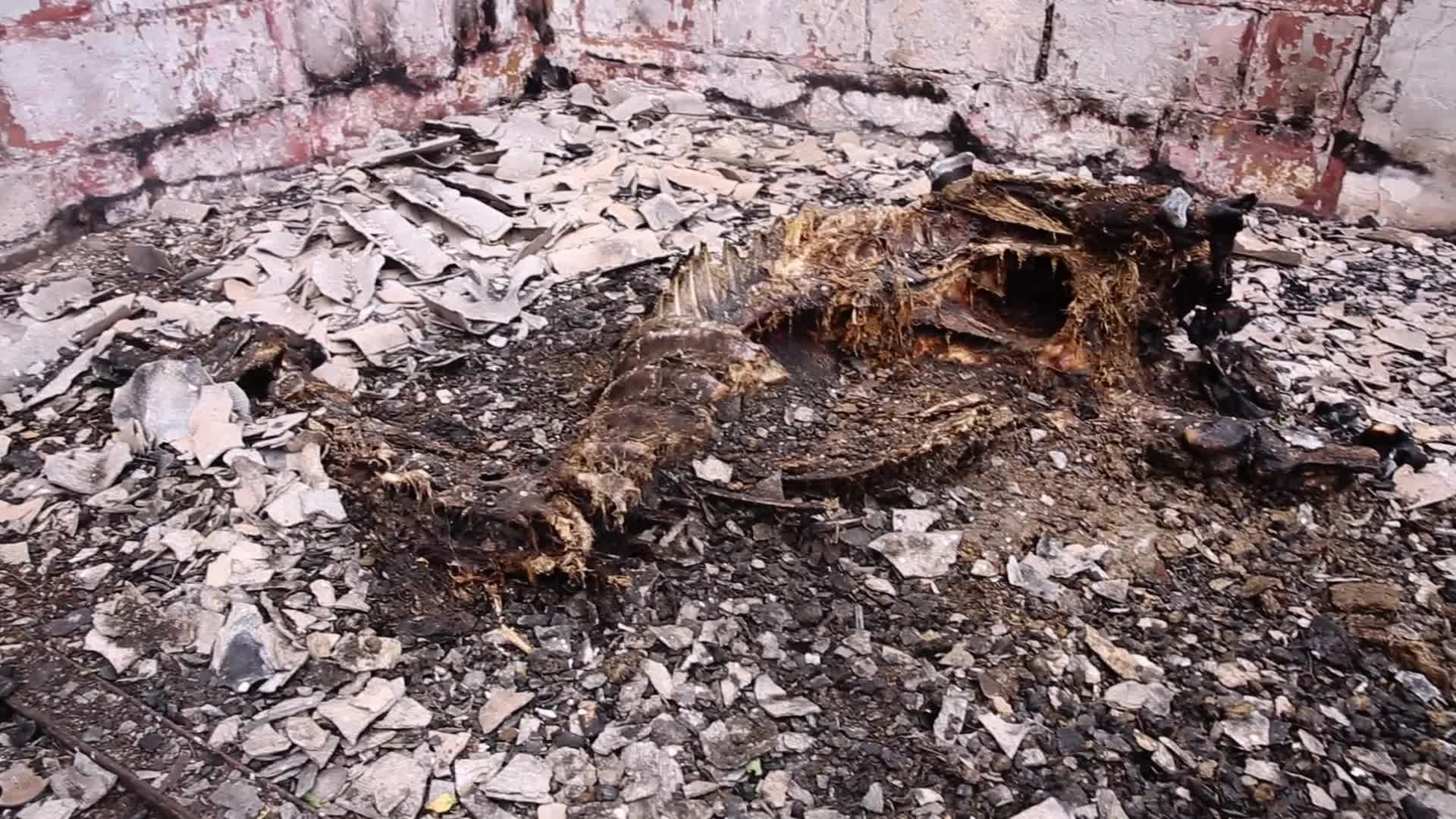 Bombarded stable in Hostomel, Ukraine