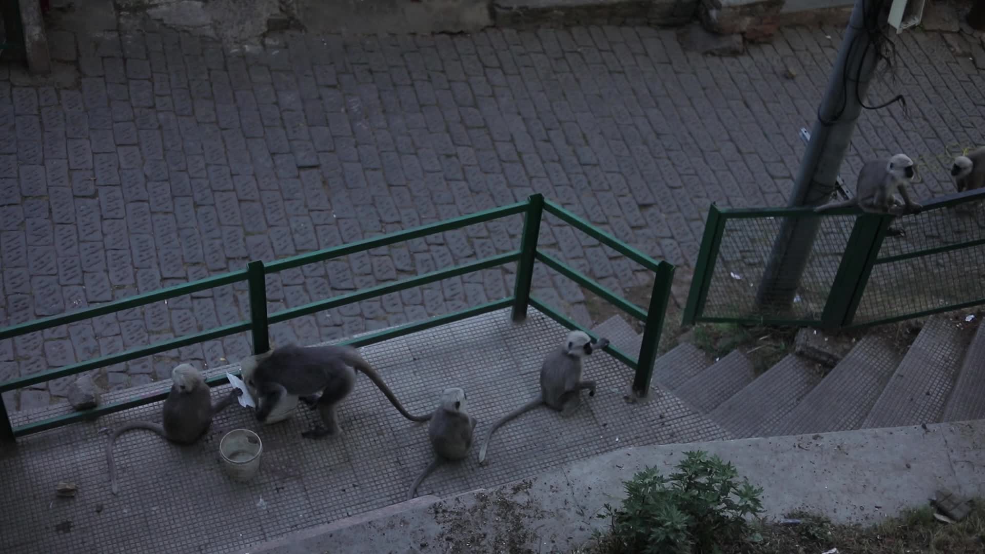 B-Roll Video of Langur eating from Bin