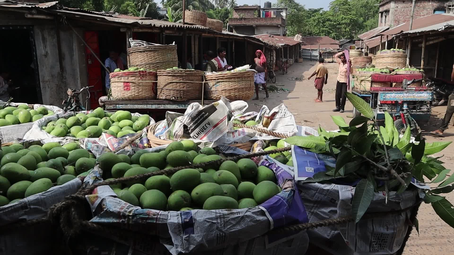 Mango cultivation at West Bengal's Majhdia