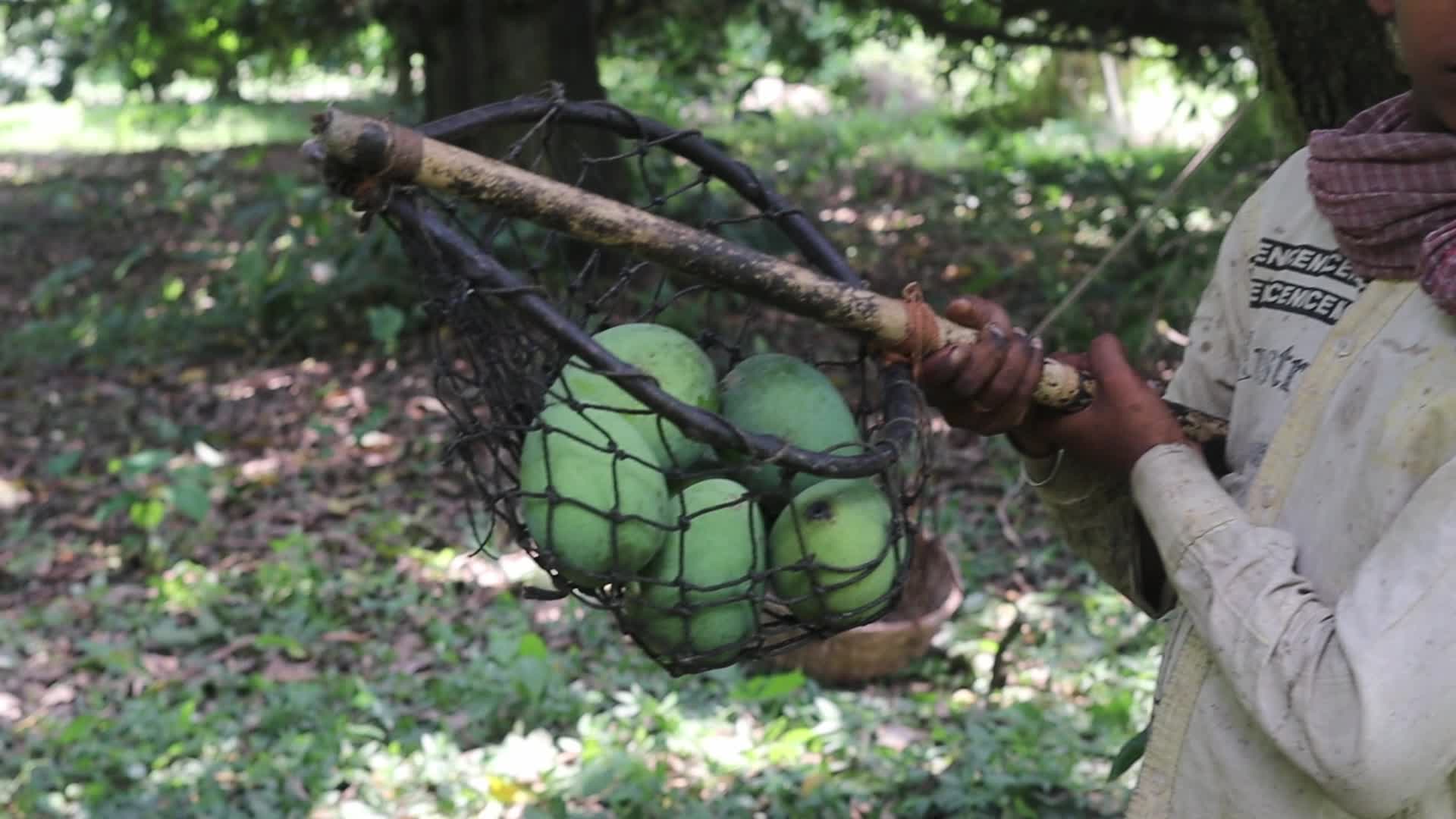 Mango cultivation at West Bengal's Majhdia