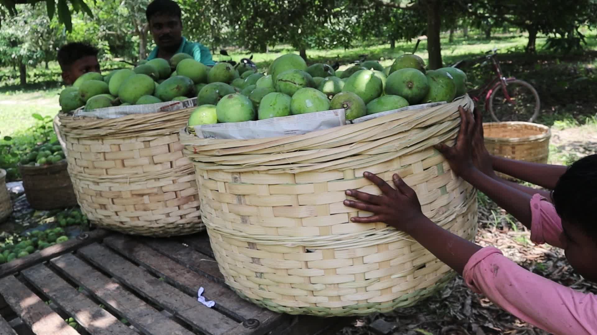 Mango cultivation at West Bengal's Majhdia