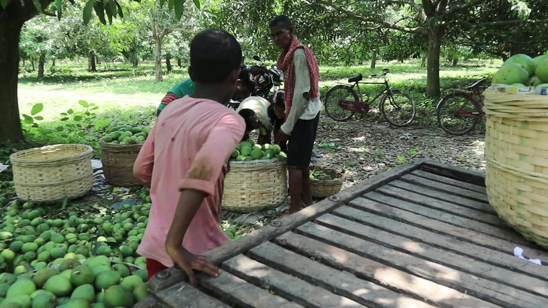 Mango cultivation at West Bengal's Majhdia