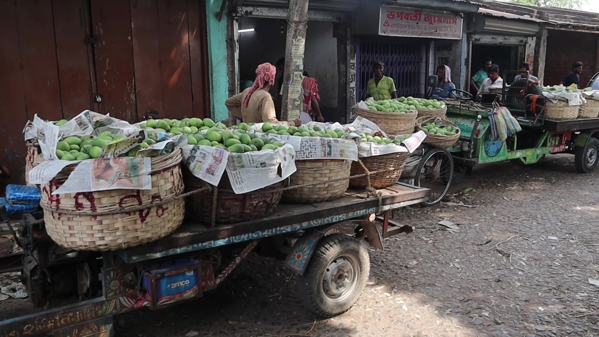 Mango cultivation at West Bengal's Majhdia
