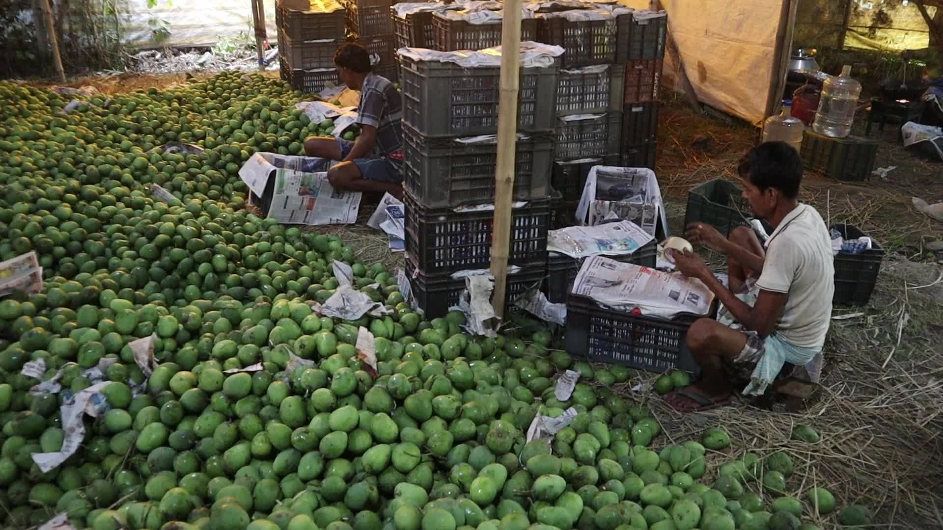 Mango cultivation at West Bengal's Majhdia
